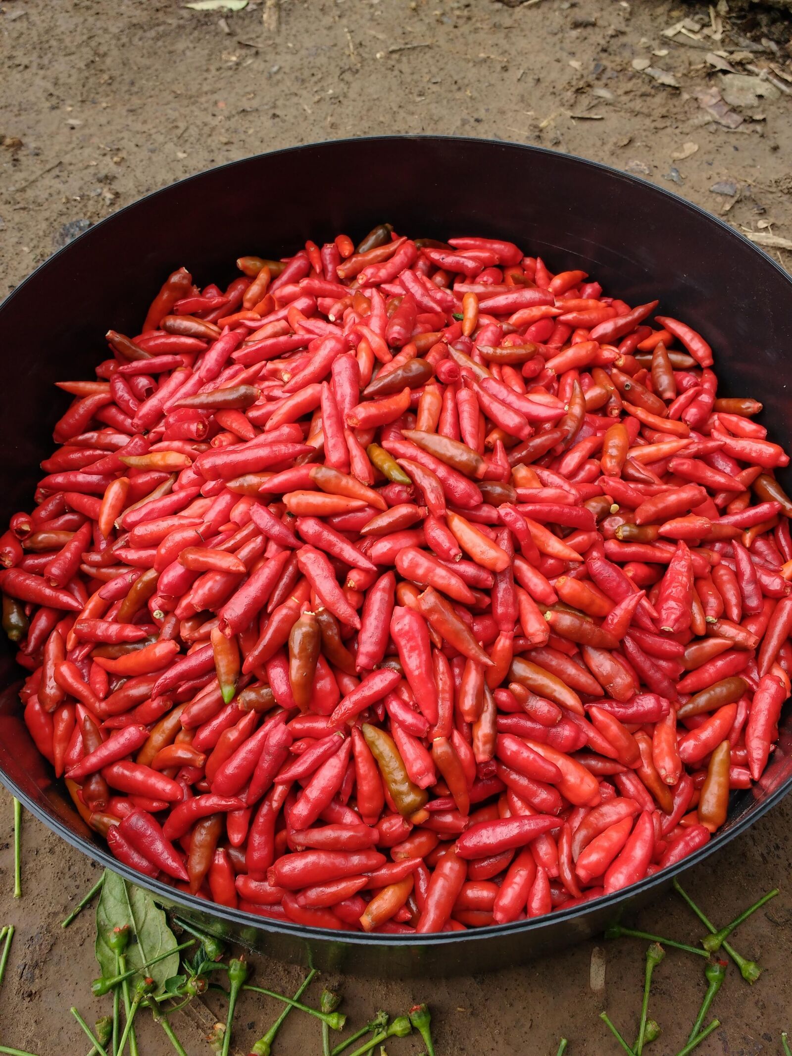 Motorola MotoG3 sample photo. Pepper, chilli, food photography