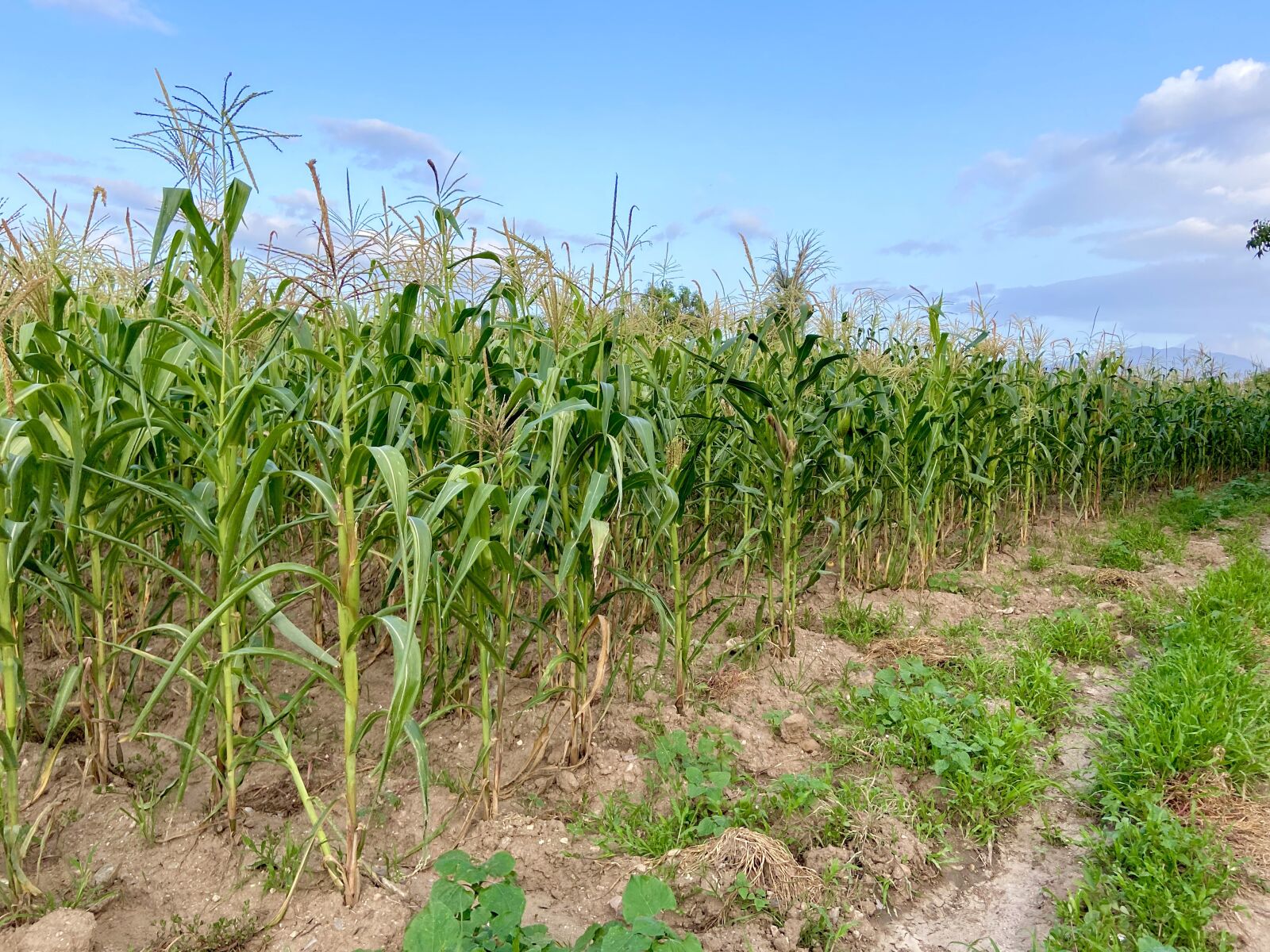 Apple iPhone 11 sample photo. Maize field, corn, field photography