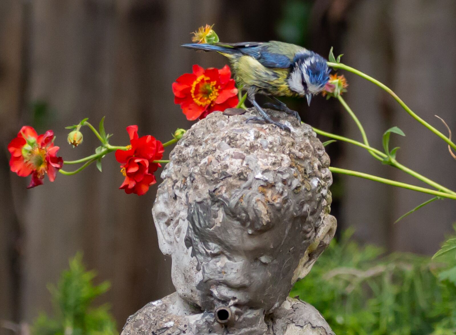 150-600mm F5-6.3 DG OS HSM | Contemporary 015 sample photo. Blue tit on bird photography