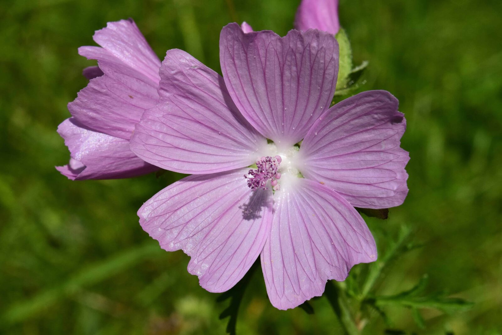 Nikon D3300 sample photo. Nature, flora, garden, wildflower photography