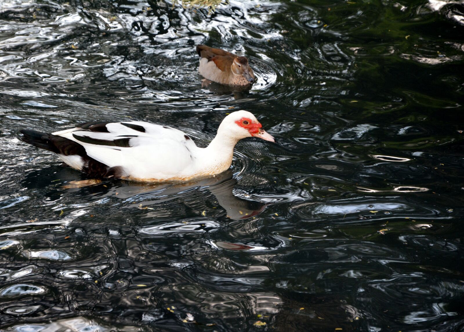 Nikon D5200 sample photo. White duck, pond, swimming photography