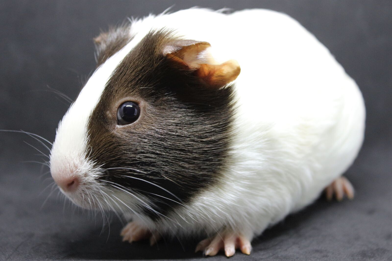 Canon EF-S 18-55mm F3.5-5.6 IS sample photo. Guinea pig, sweet, cute photography