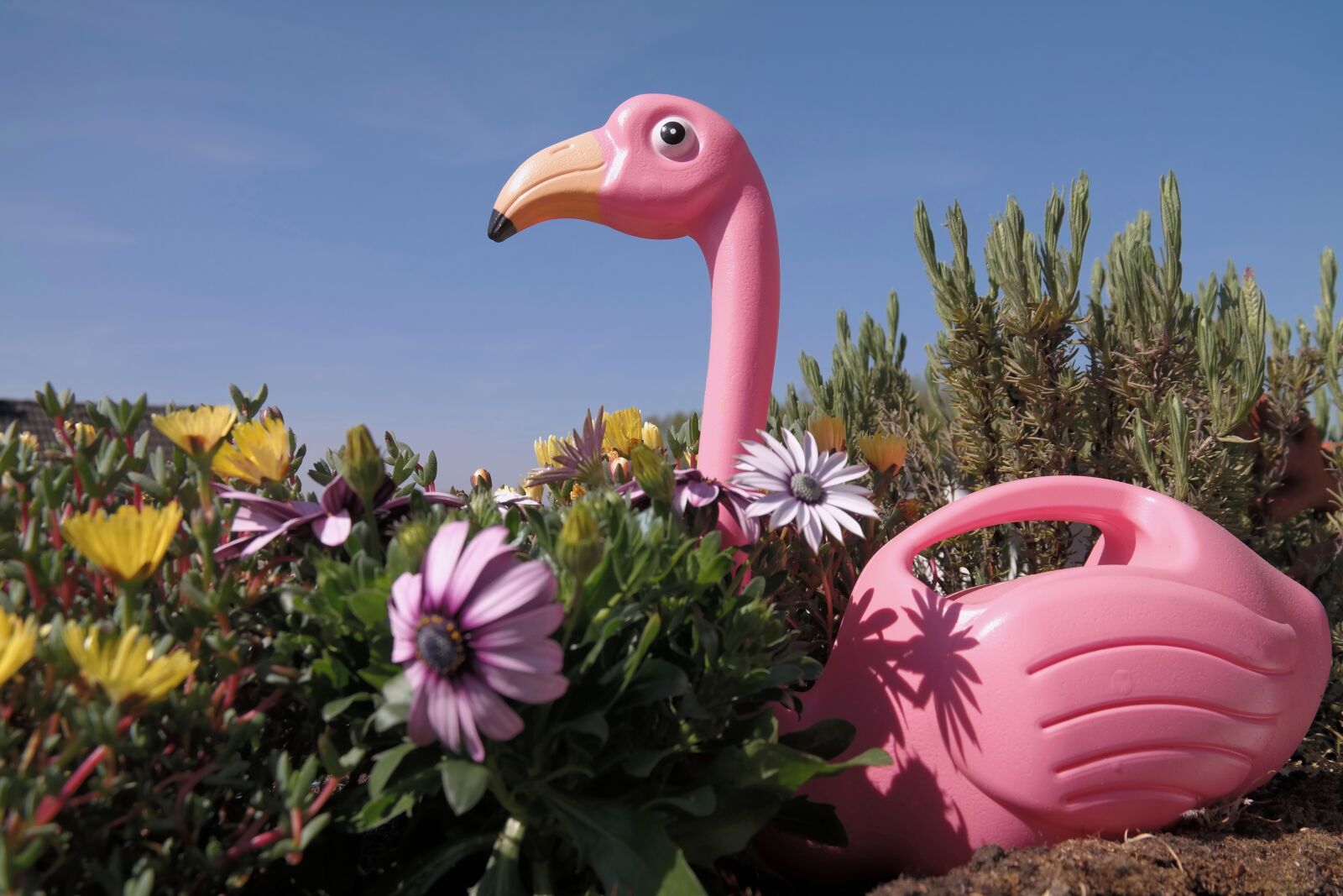 Samsung NX300 sample photo. Flamingo, flower, blossom photography