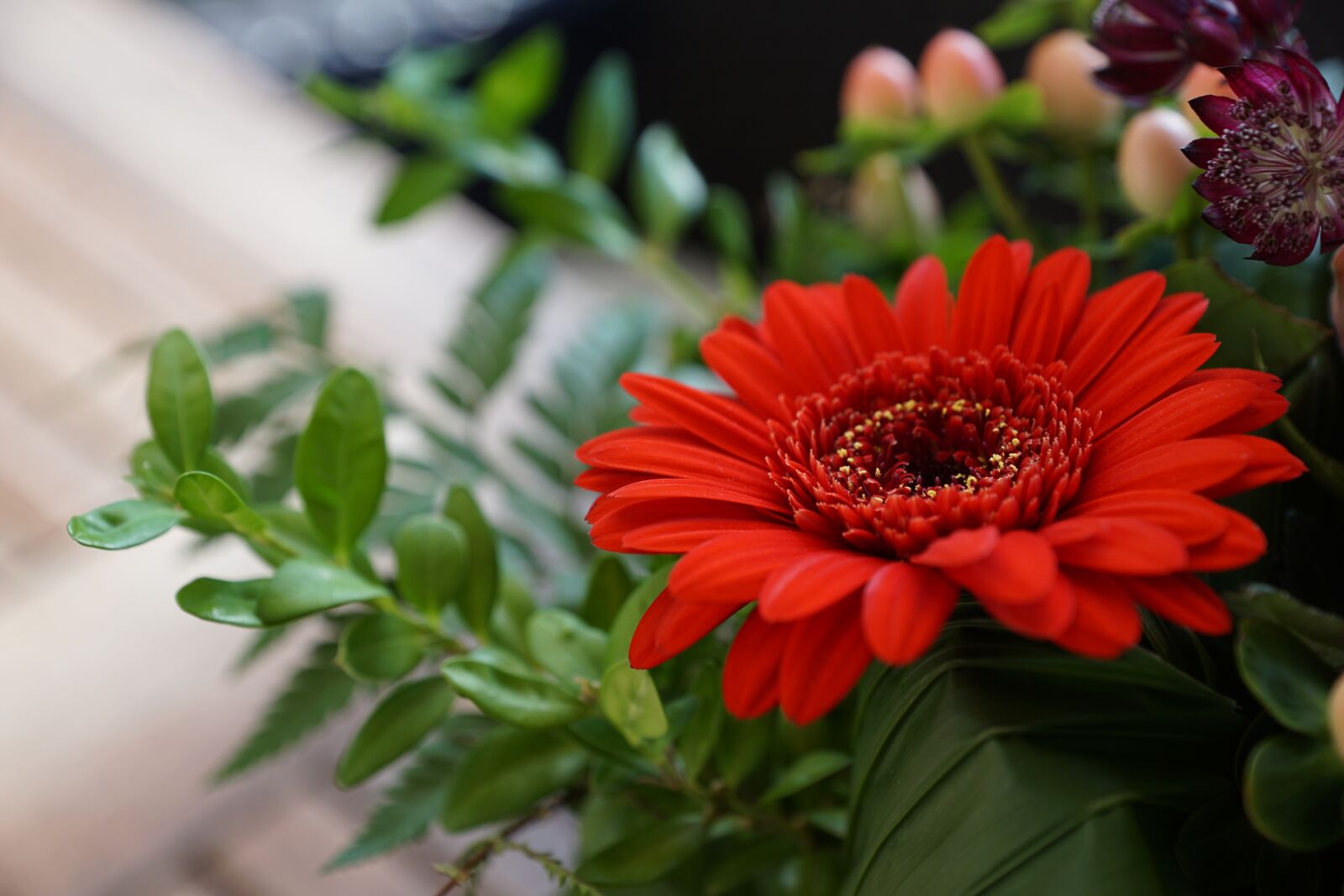 Sony DT 16-50mm F2.8 SSM sample photo. Gerbie, flower, red photography