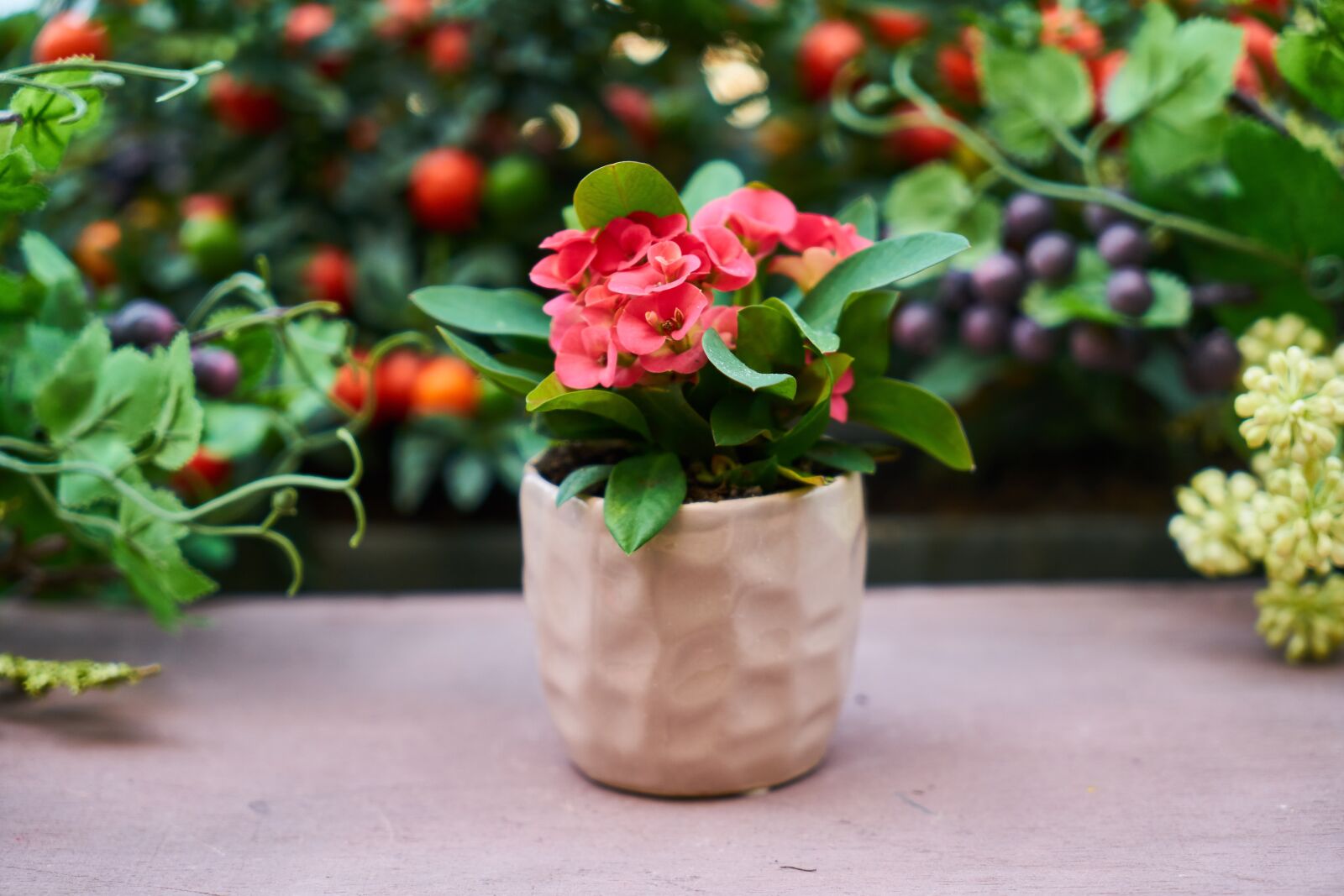 Sony a7R II sample photo. Flower, flowerpot, nature photography