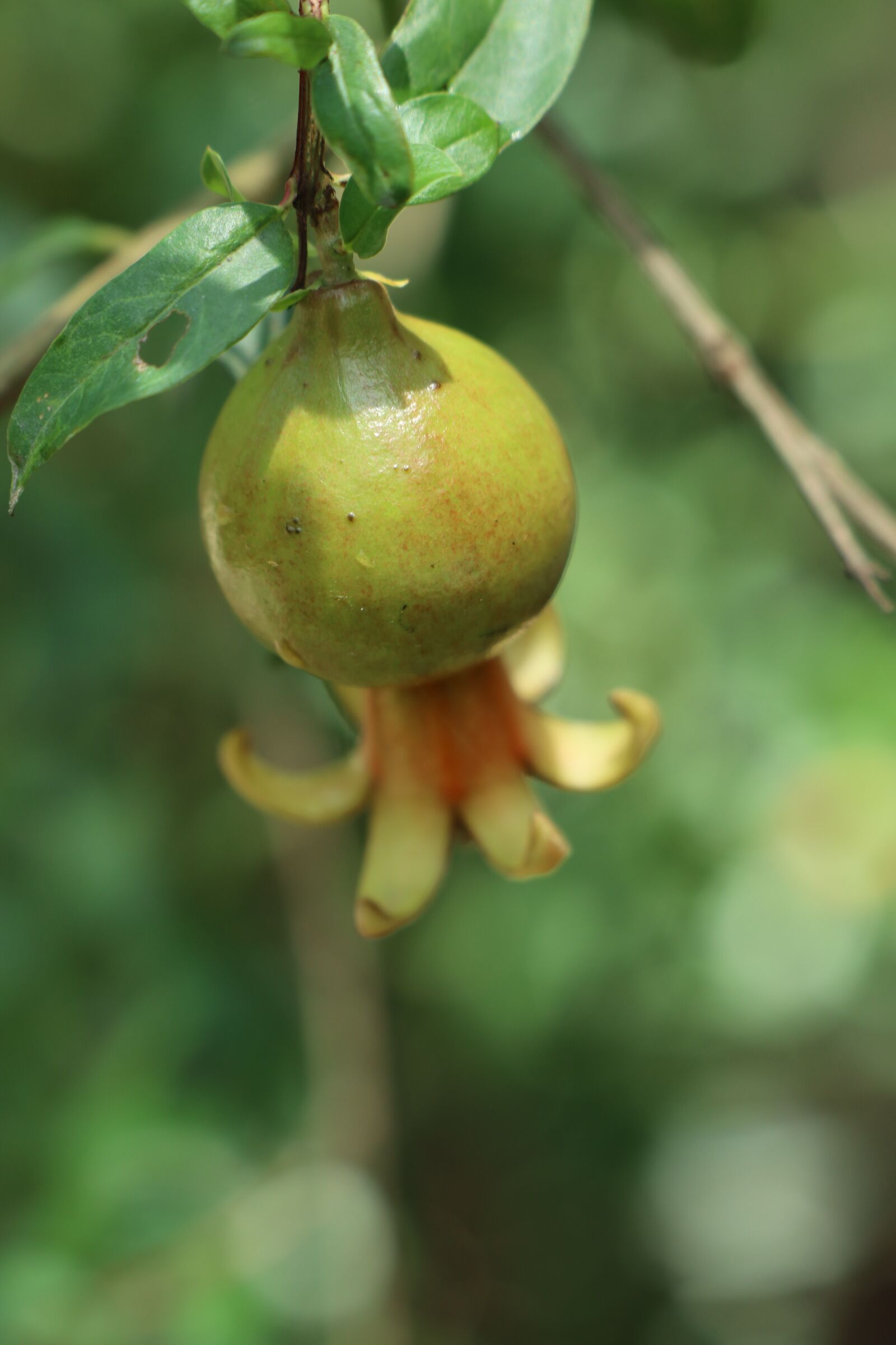 Canon EOS M6 sample photo. Plum, fruit, food photography