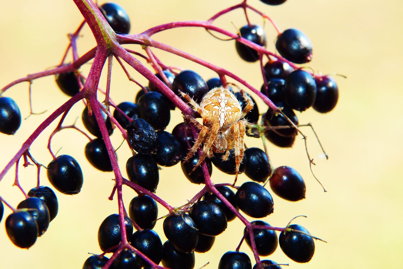 Panasonic Lumix DMC-FZ200 sample photo. But when orange, spider photography