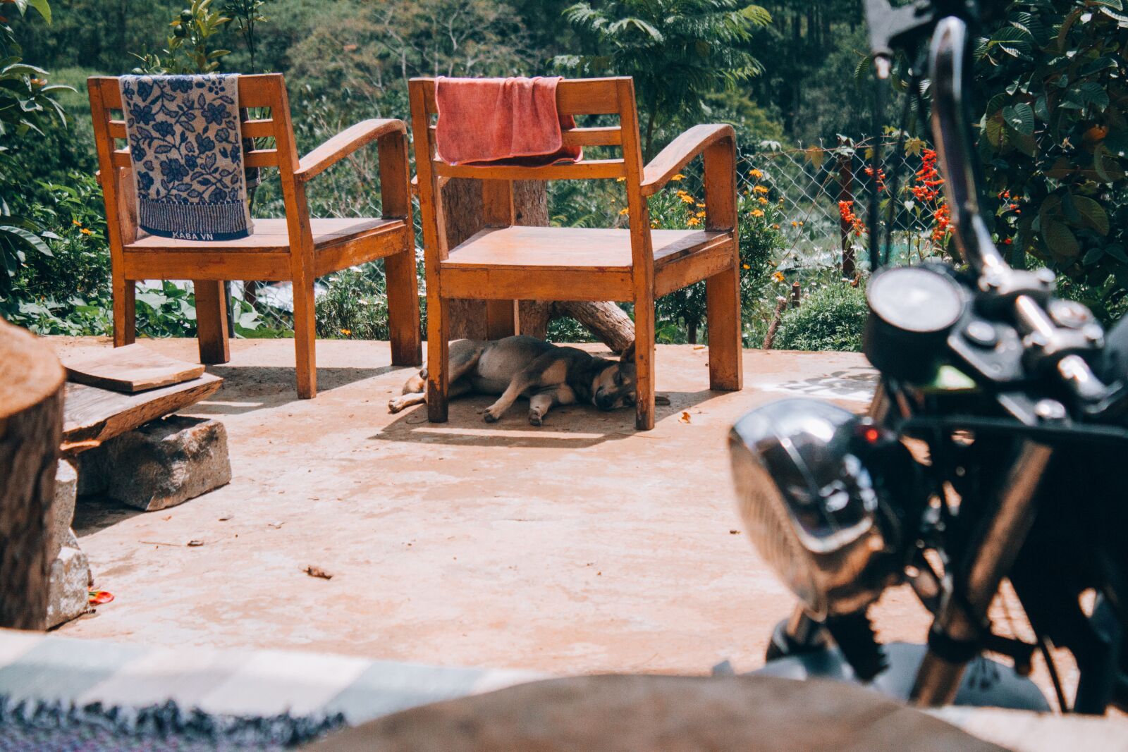 Canon EOS 50D sample photo. Chair, dog, wood photography