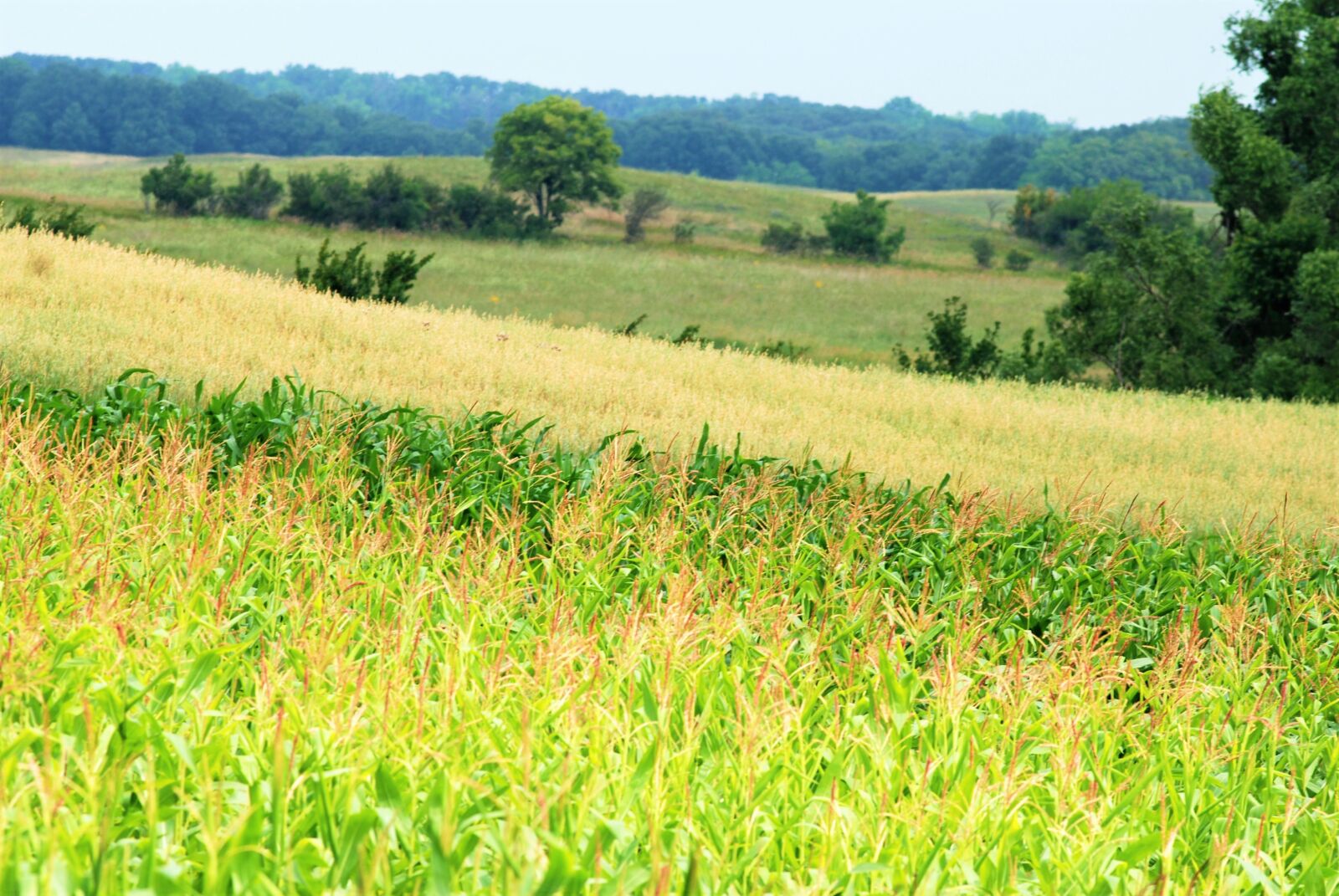 Nikon D80 sample photo. Valley, fields, rolling hills photography