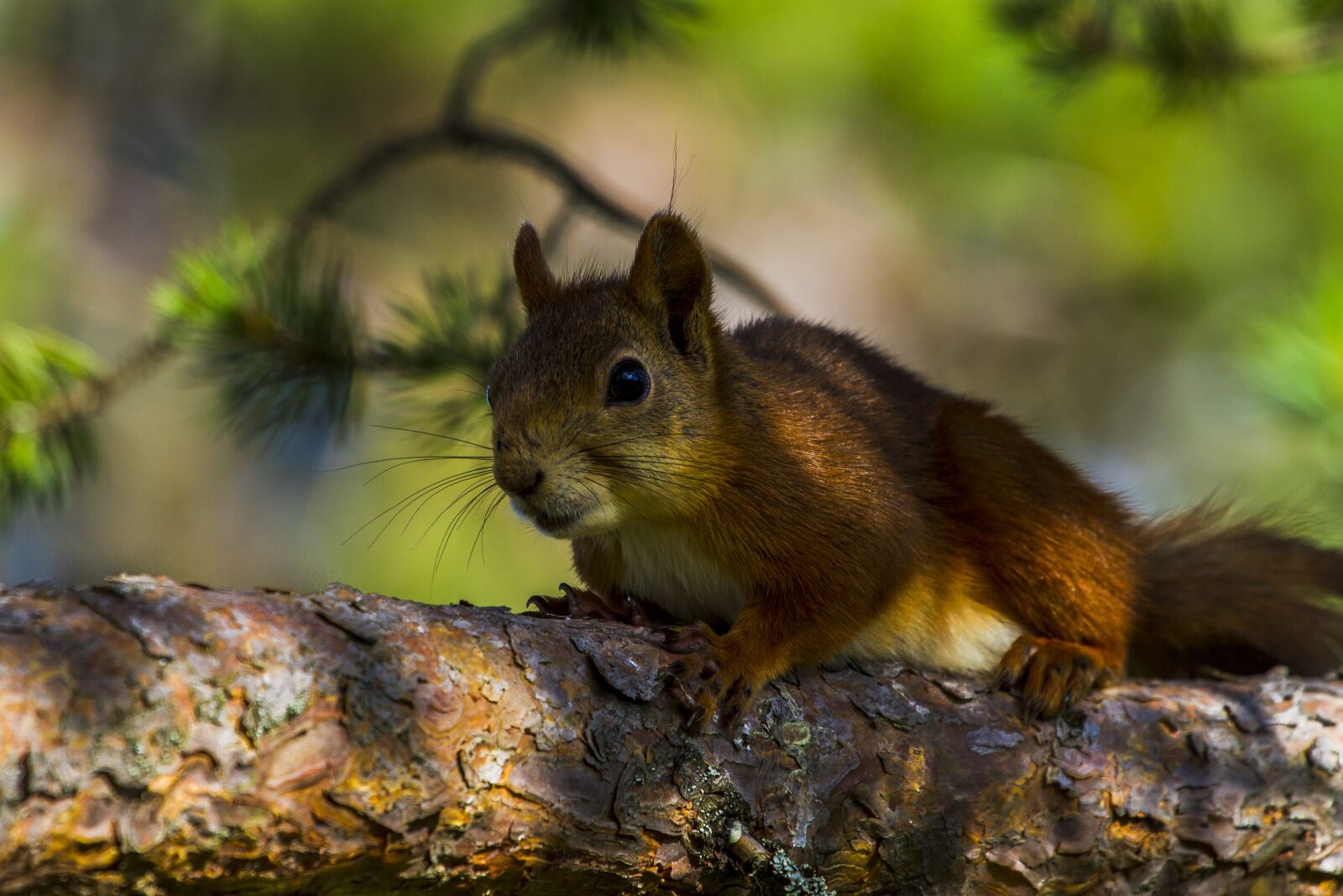 Canon EF 100-400mm F4.5-5.6L IS USM sample photo. Squirrel, mammals, rodent photography