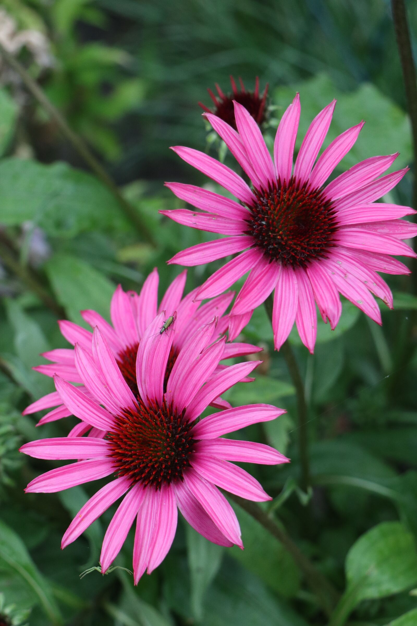 Canon EOS M6 sample photo. Summer, garden, flowers photography