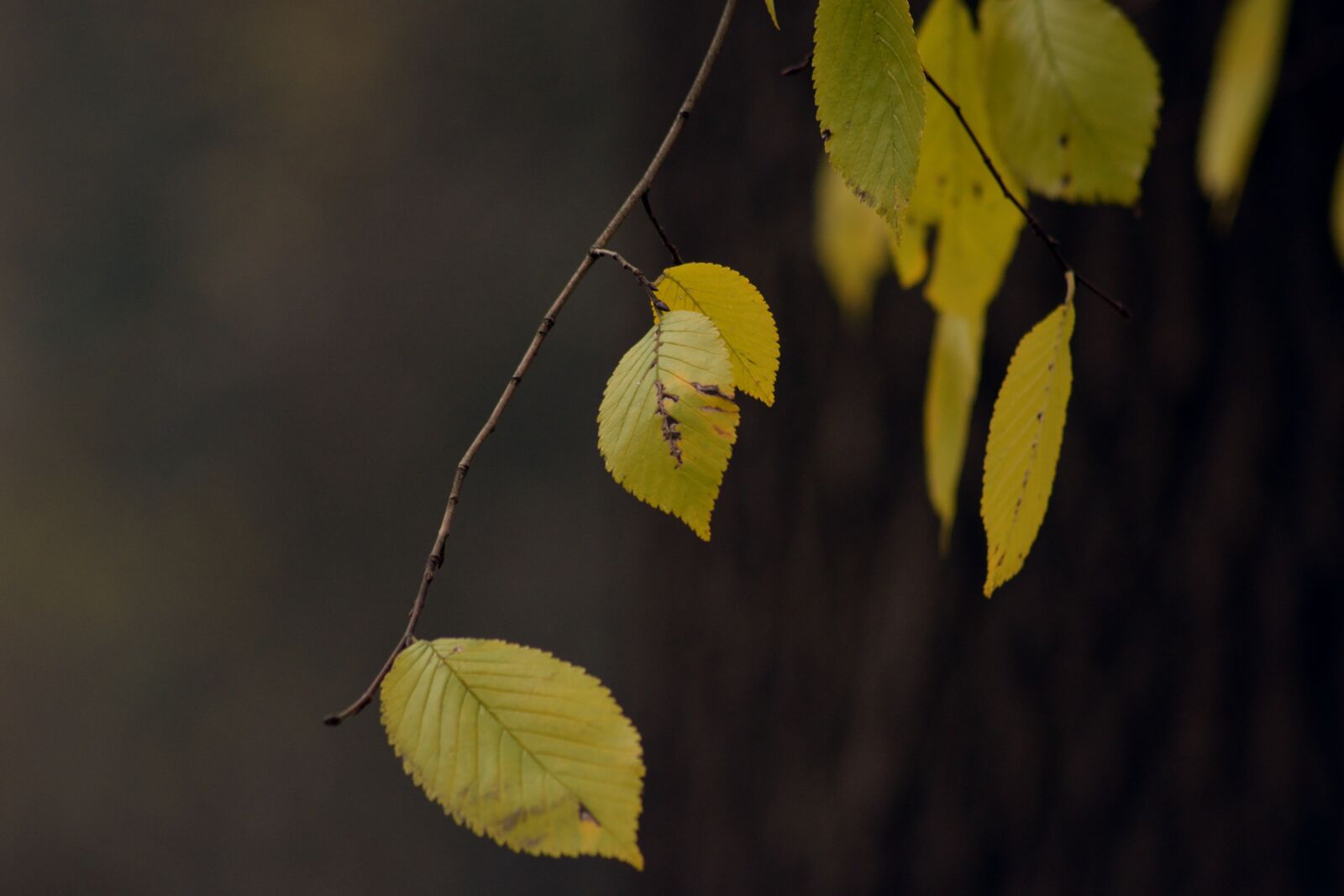 Nikon D3300 sample photo. Autumn gold, yellow leaves photography