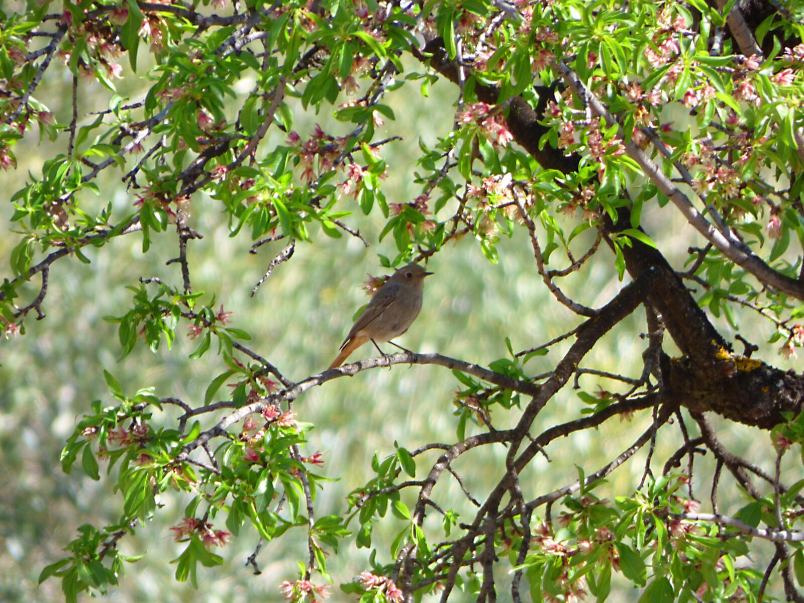 Panasonic Lumix DMC-FZ70 sample photo. Black redstart, almond tree photography