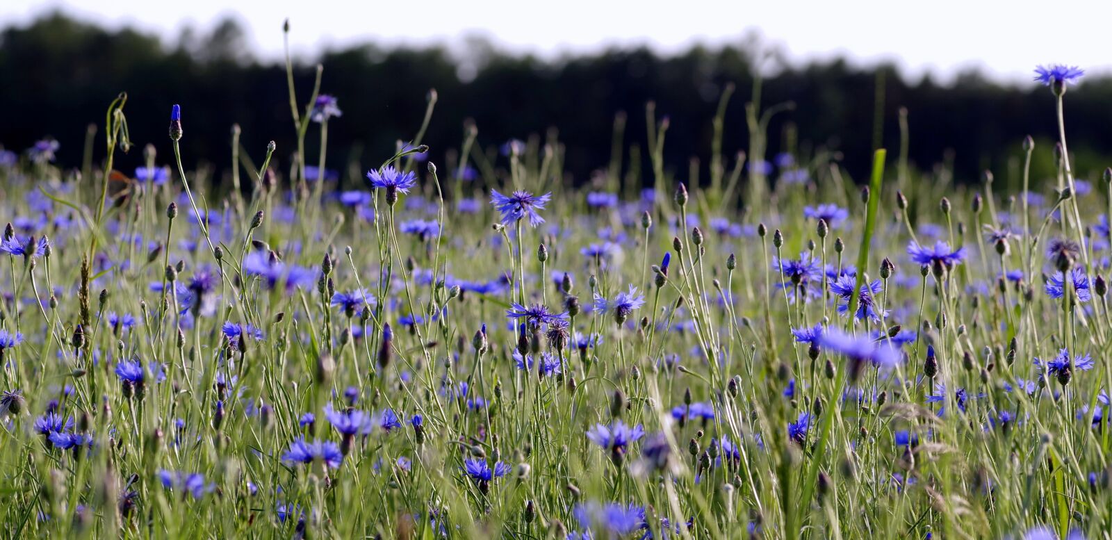 Pentax K-S2 sample photo. Cornflowers, flowers, the beasts photography