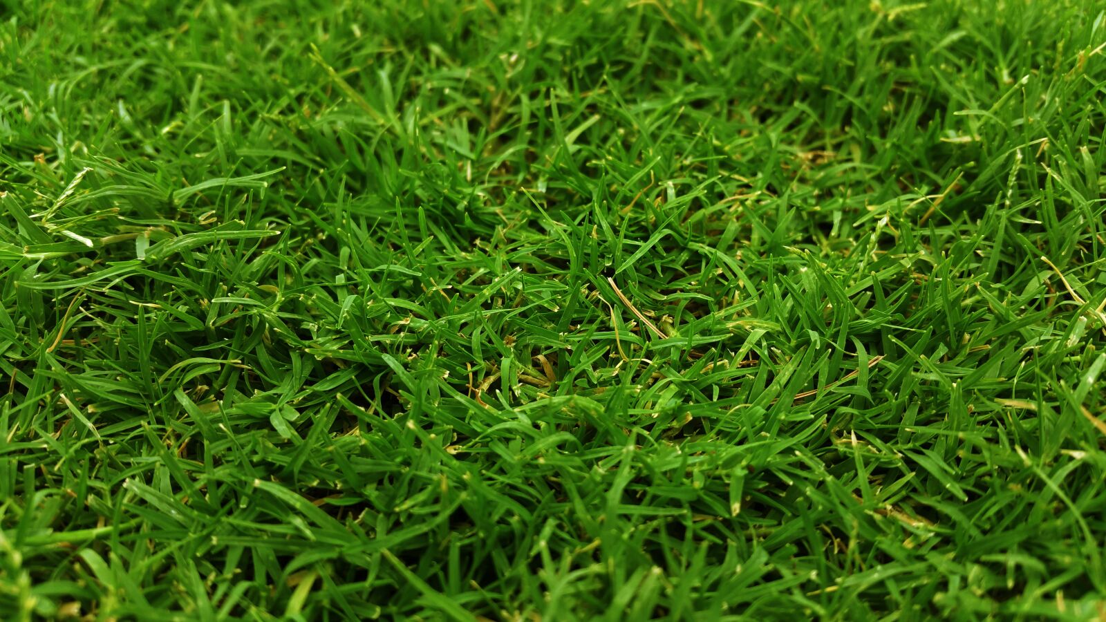Samsung Galaxy Note4 sample photo. Green, grass photography