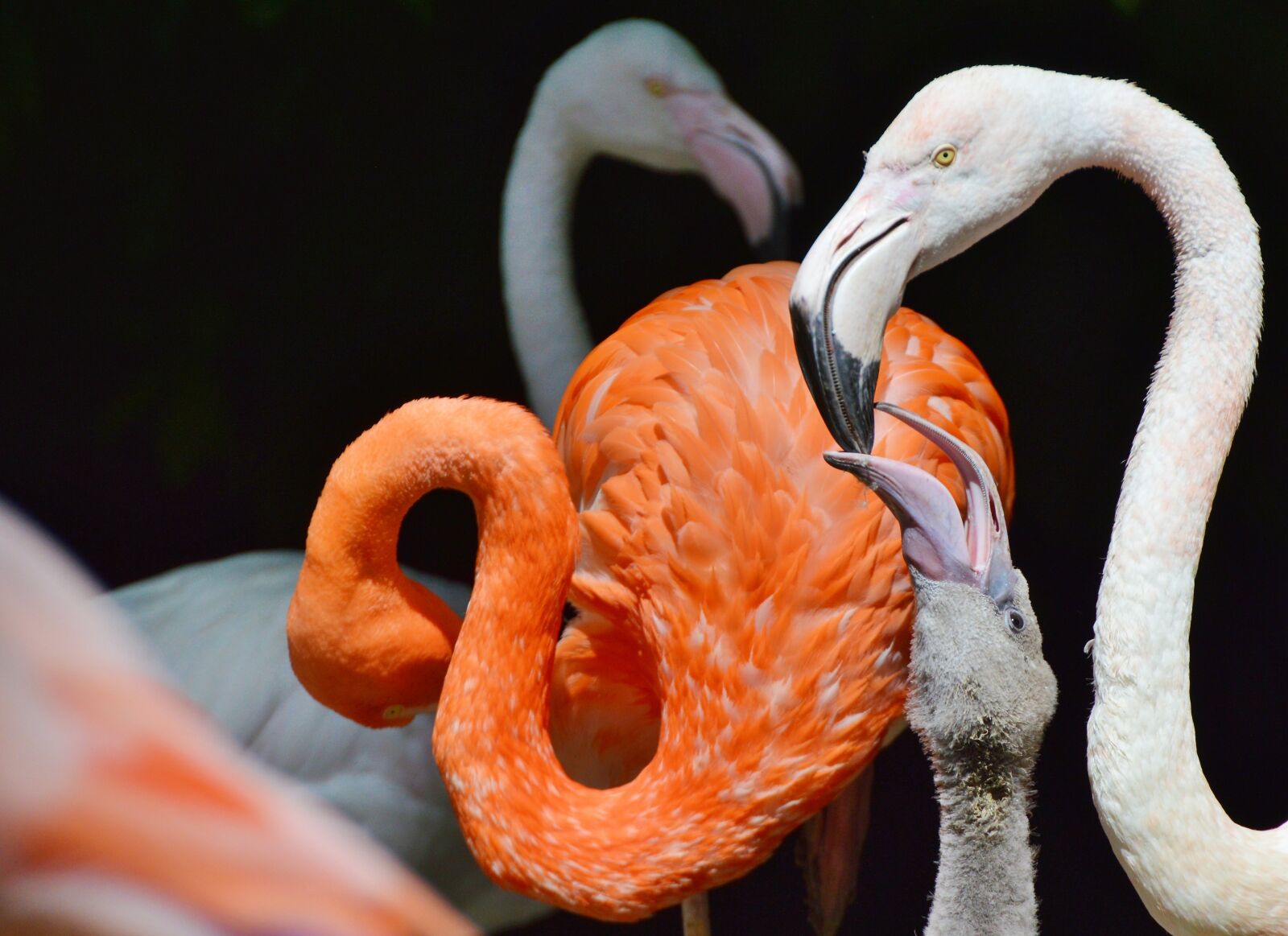 Nikon D3200 sample photo. Flamingo, bird, pink photography