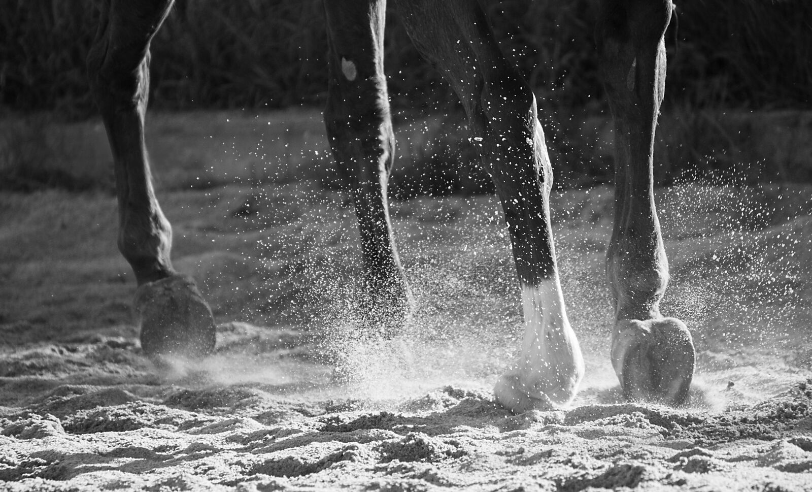 Nikon D750 sample photo. Horse, animal, mammal photography
