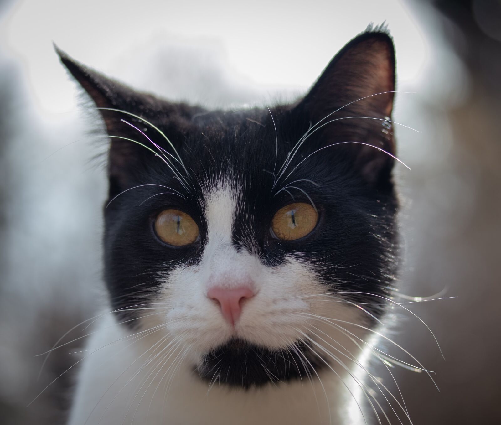 Canon EF-S 60mm F2.8 Macro USM sample photo. Cat, head, portrait photography