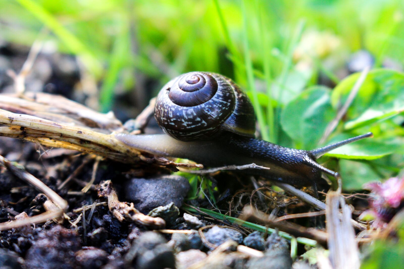 Canon EOS 700D (EOS Rebel T5i / EOS Kiss X7i) sample photo. Snail, nature, garden photography