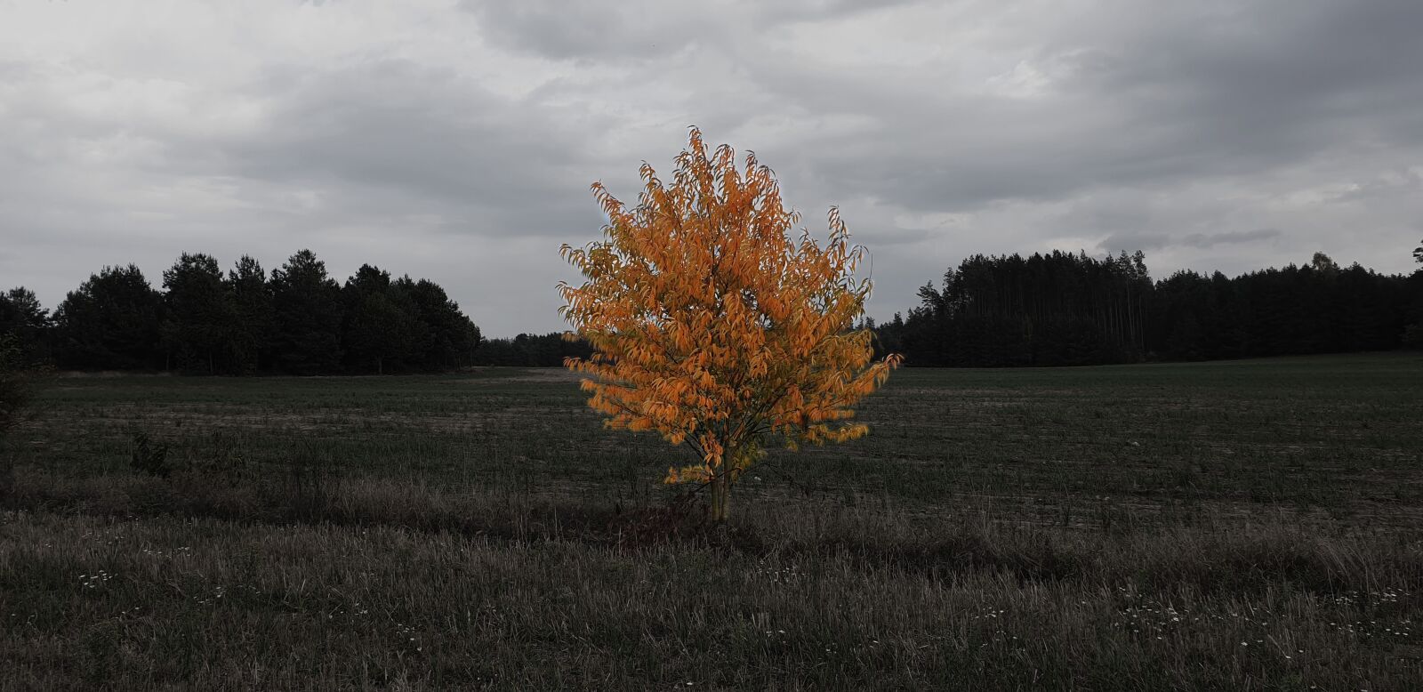 Samsung Galaxy Note9 sample photo. Orange tree, yellow tree photography