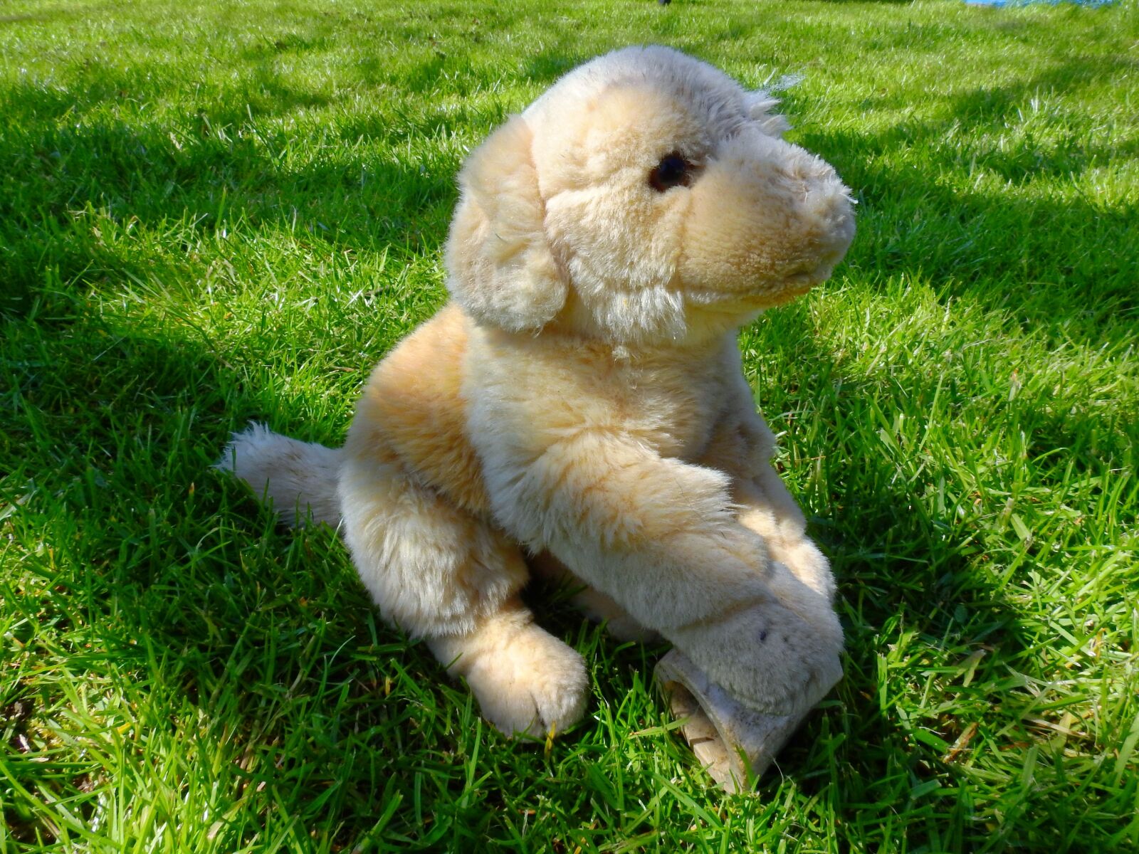 Nikon Coolpix P900 sample photo. Dog, stuffed animal, knuffig photography