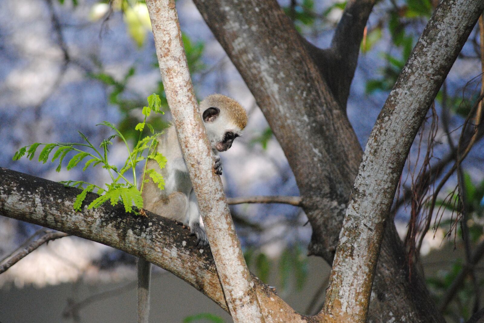 Nikon D3000 sample photo. Monkey, africa, kenya photography