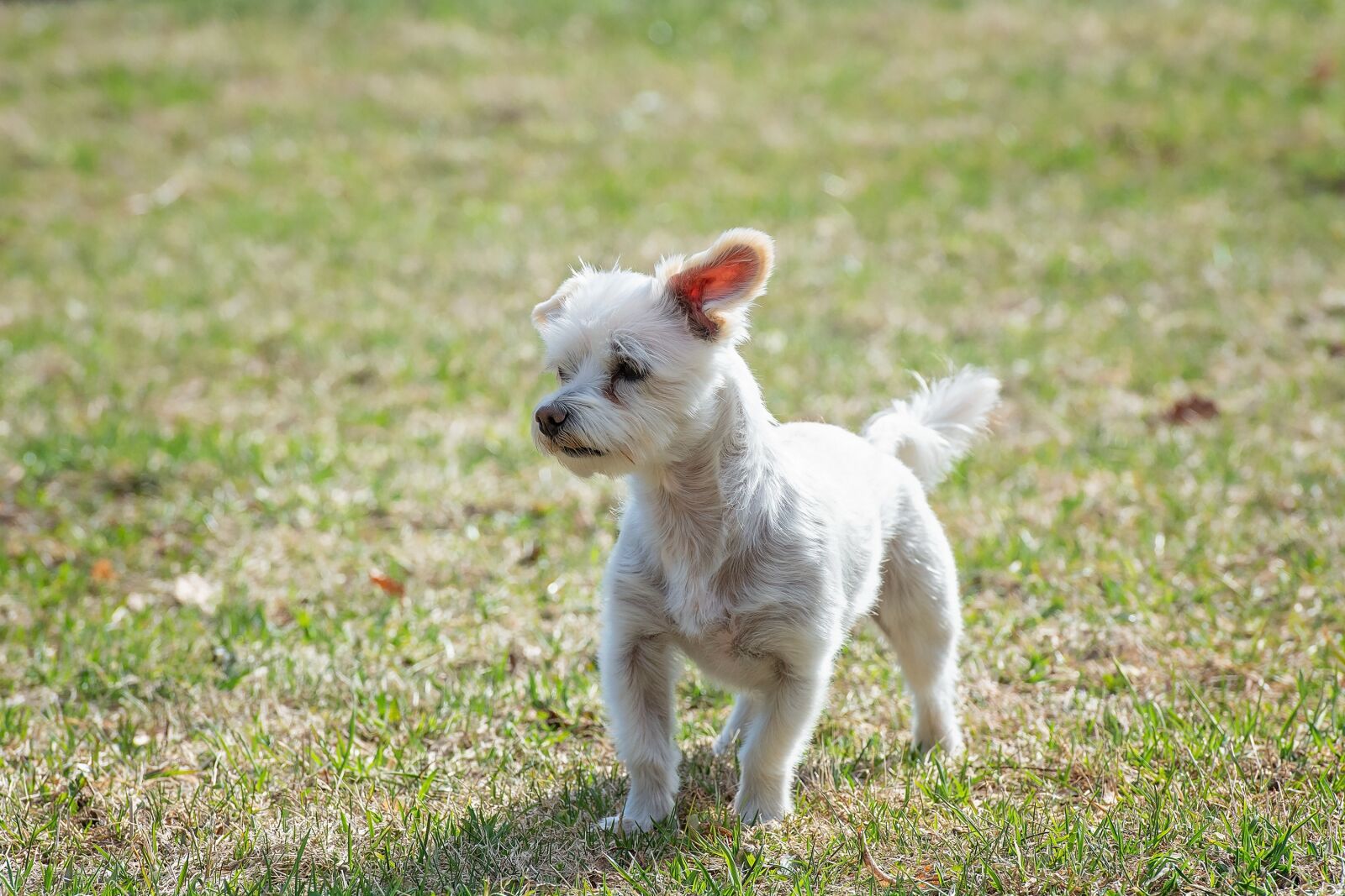 Nikon D7100 sample photo. Dog, white, small photography