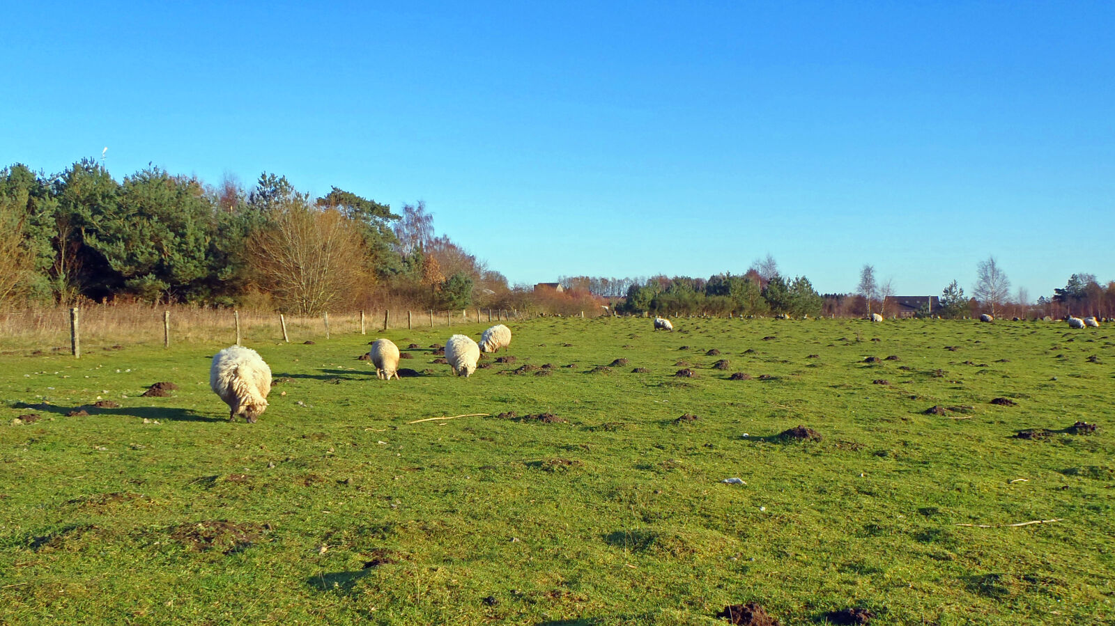 Olympus TG-810 sample photo. Sheeps photography