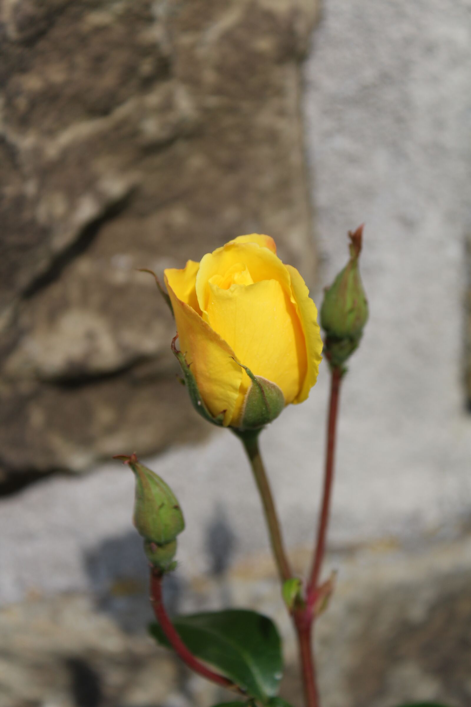 Canon EOS 1300D (EOS Rebel T6 / EOS Kiss X80) sample photo. Rose, flower, yellow photography