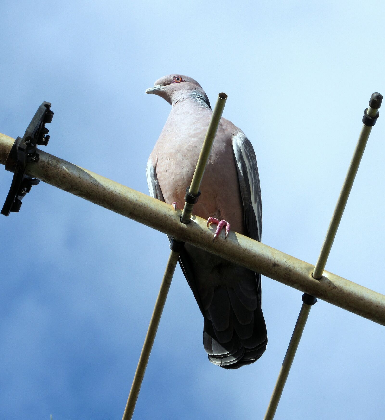 Canon PowerShot SX520 HS sample photo. Pigeon, carijó, bird photography