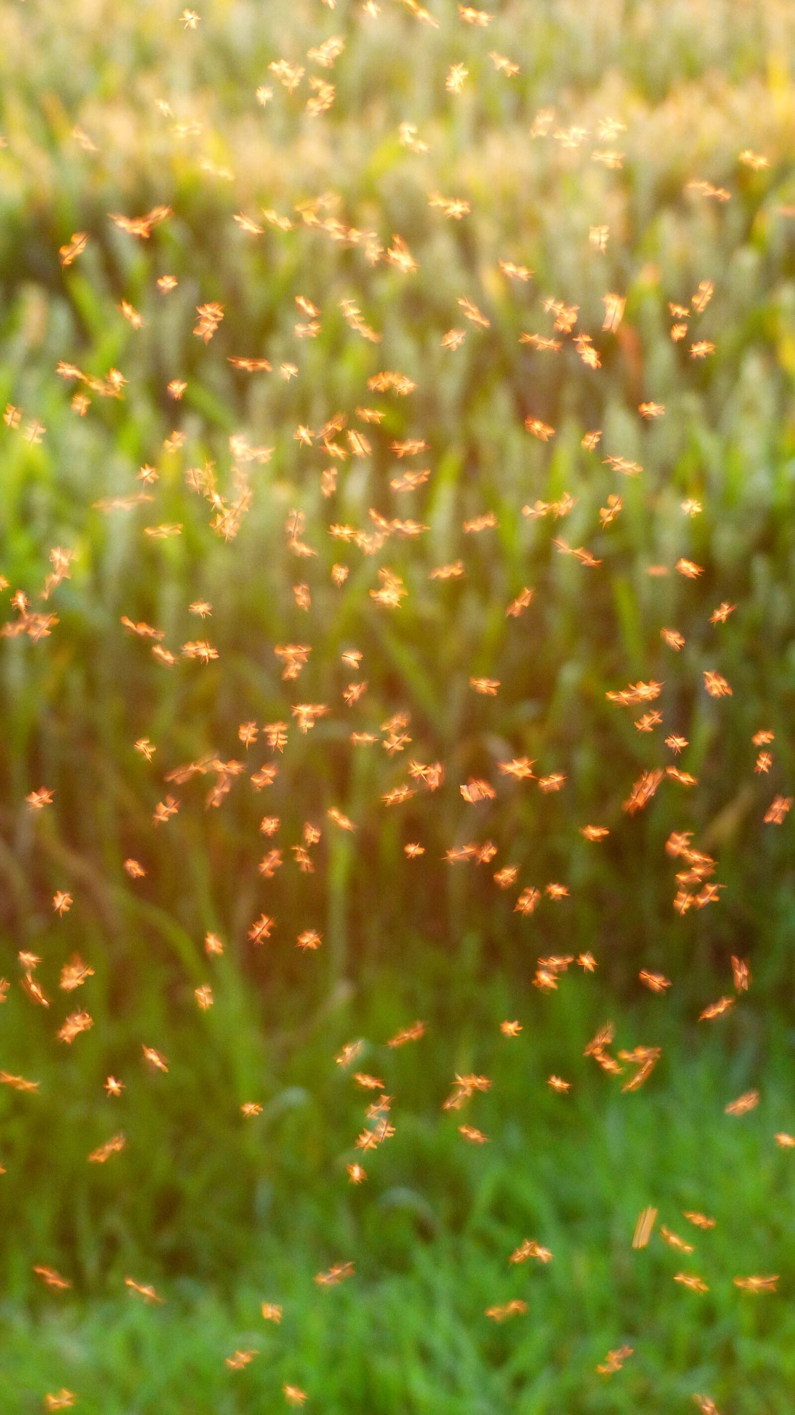 Panasonic Lumix DMC-FZ200 sample photo. Mosquito swarm, swarm, mosquitoes photography