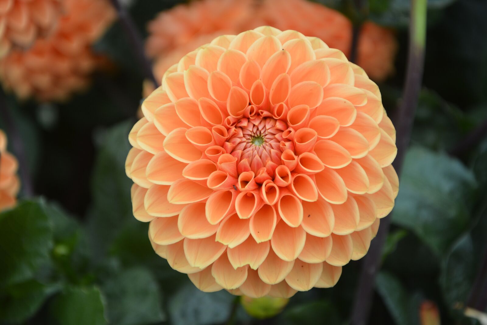 Nikon D5200 sample photo. Flower orange, garden, parterre photography