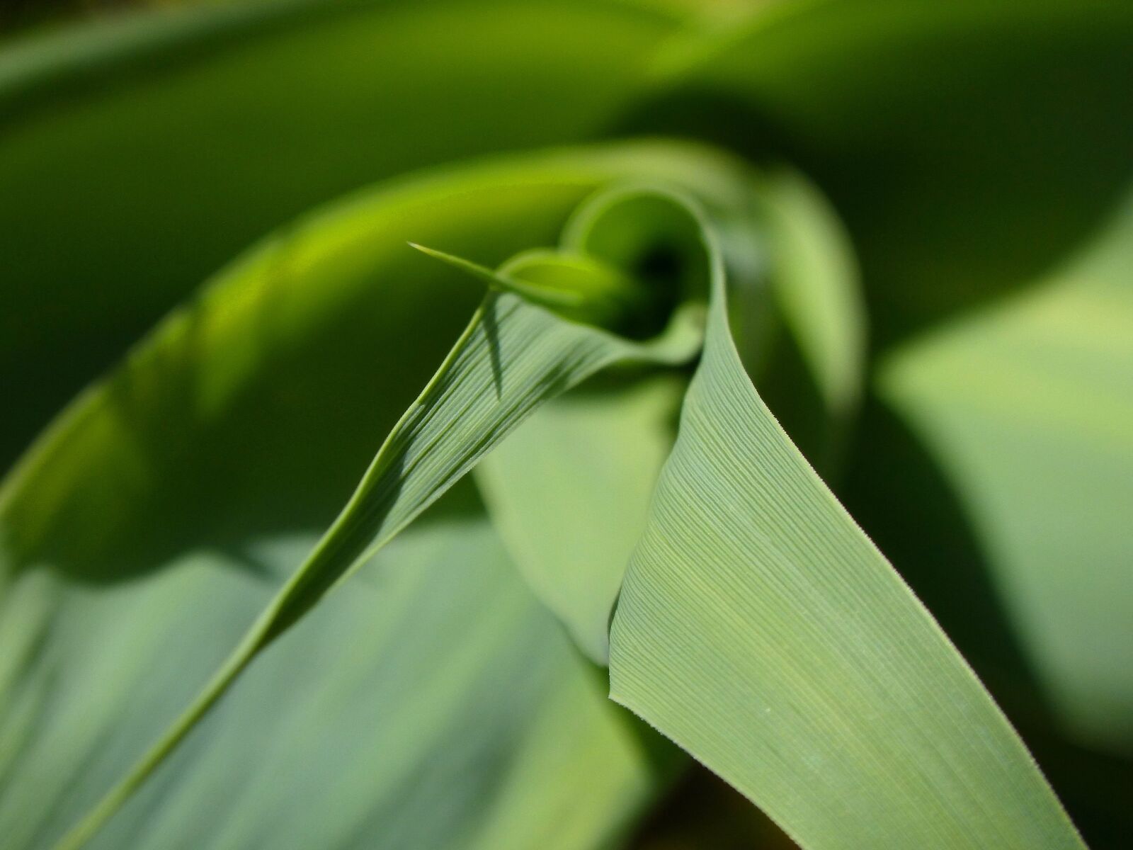 Panasonic DMC-FZ62 sample photo. Leaf, texture, american cane photography