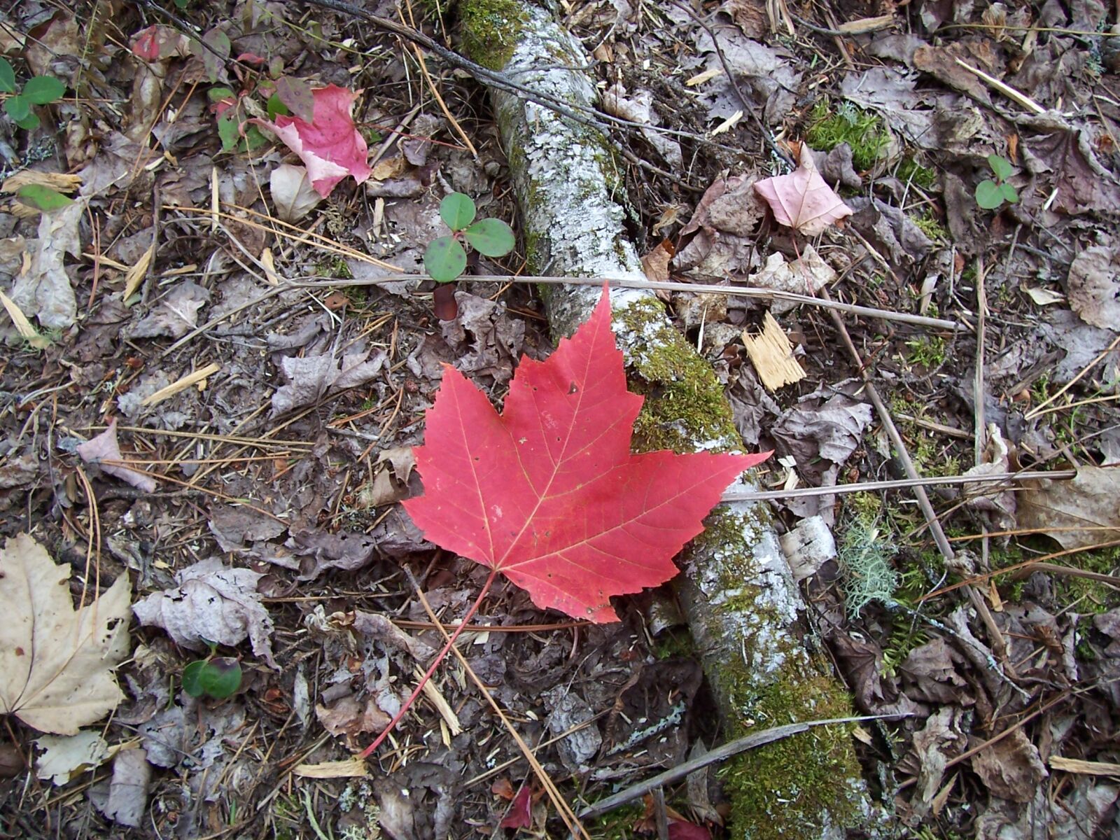 Kodak CX7430 ZOOM DIGITAL CAMERA sample photo. Canada, canadian, decay, forrest photography