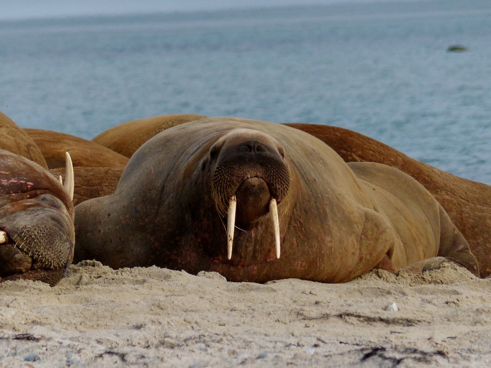 Leica V-Lux 4 sample photo. Walrus, tusk, animals photography