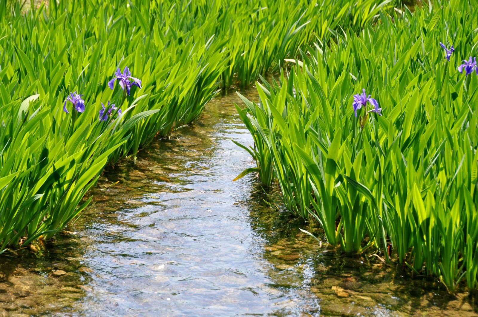 Nikon D90 sample photo. Green, garden, nature photography