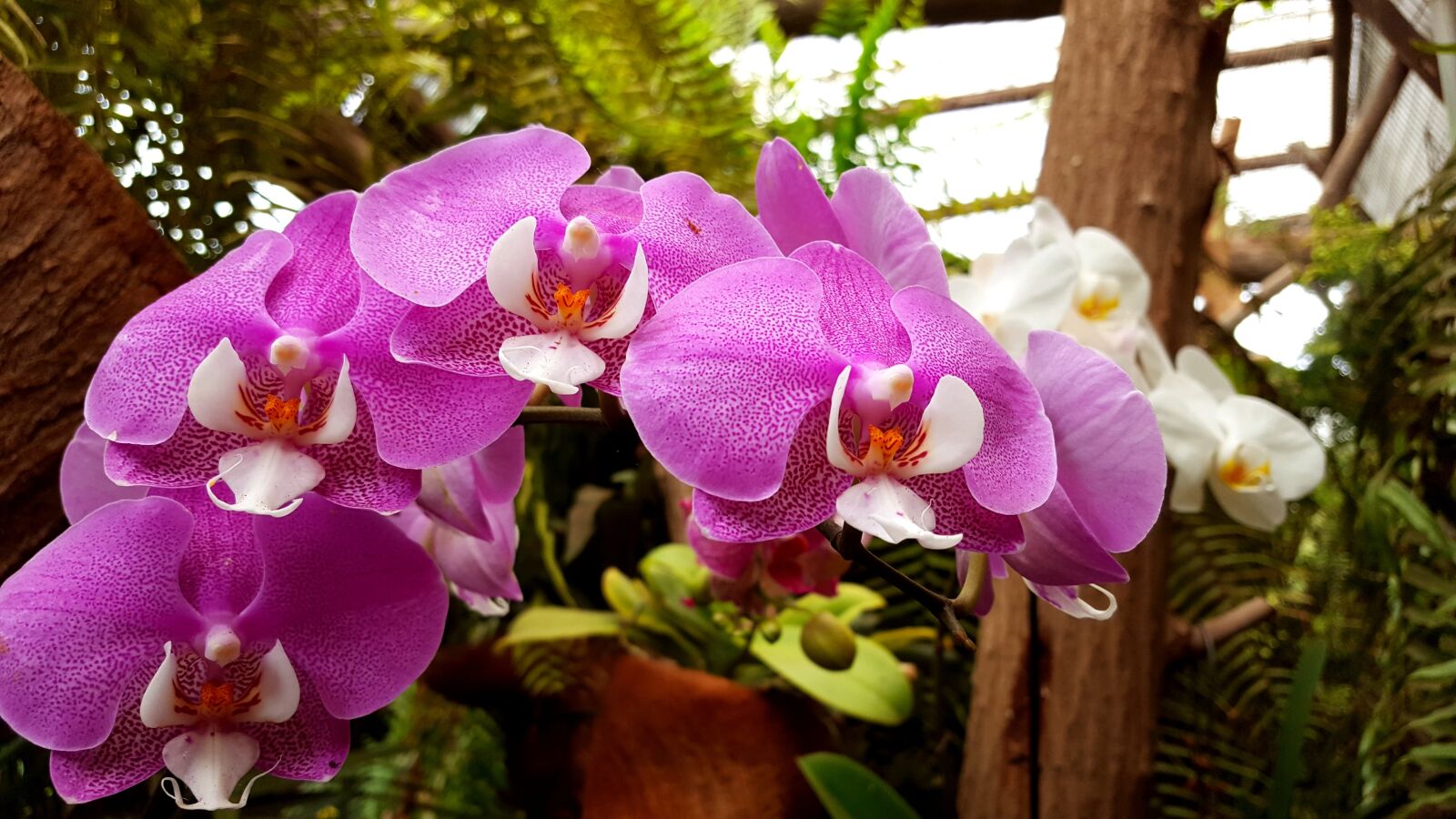Samsung Galaxy S6 sample photo. Orchids, flower, plant photography