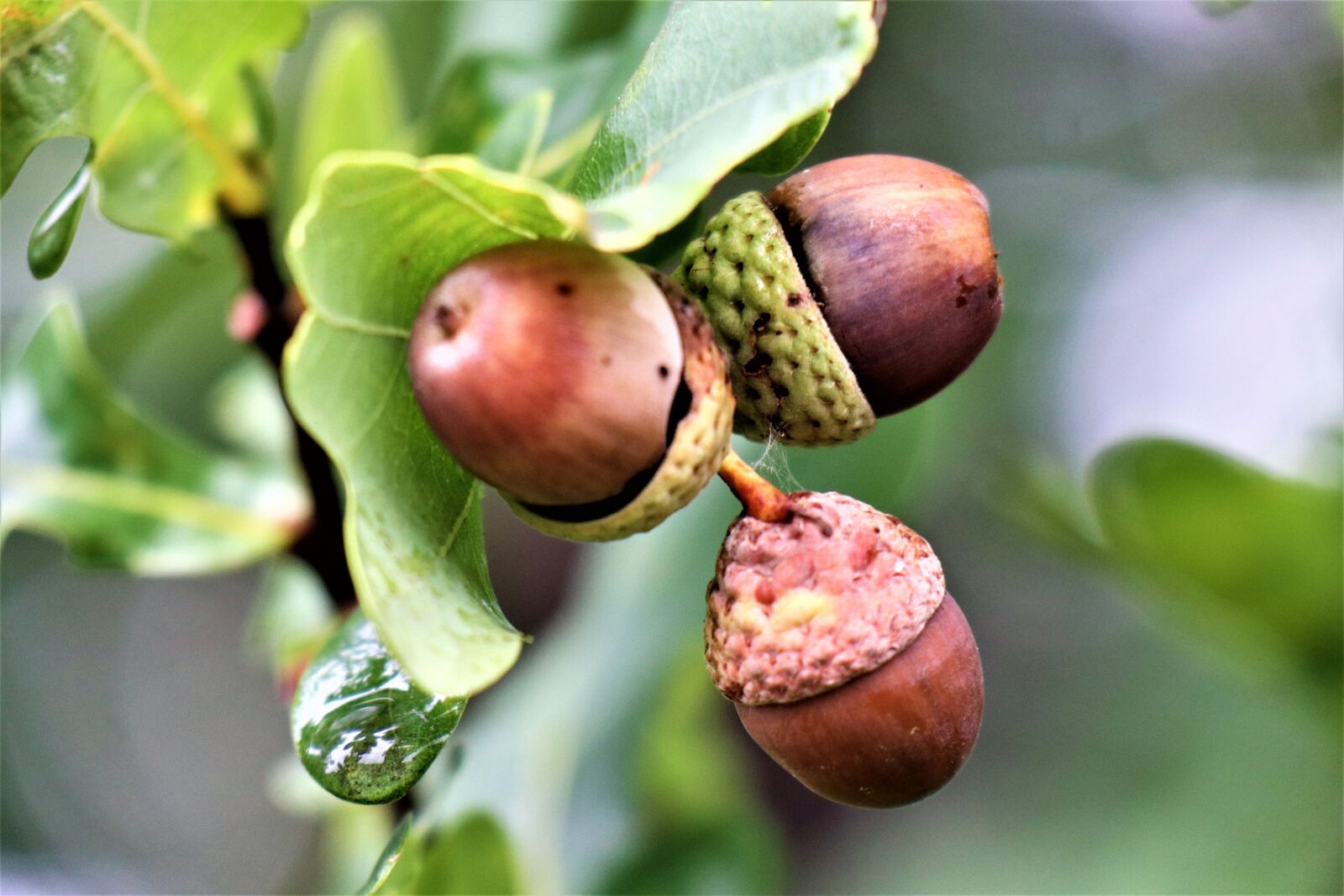 Canon EOS M6 sample photo. Acorns, fruit, oak photography