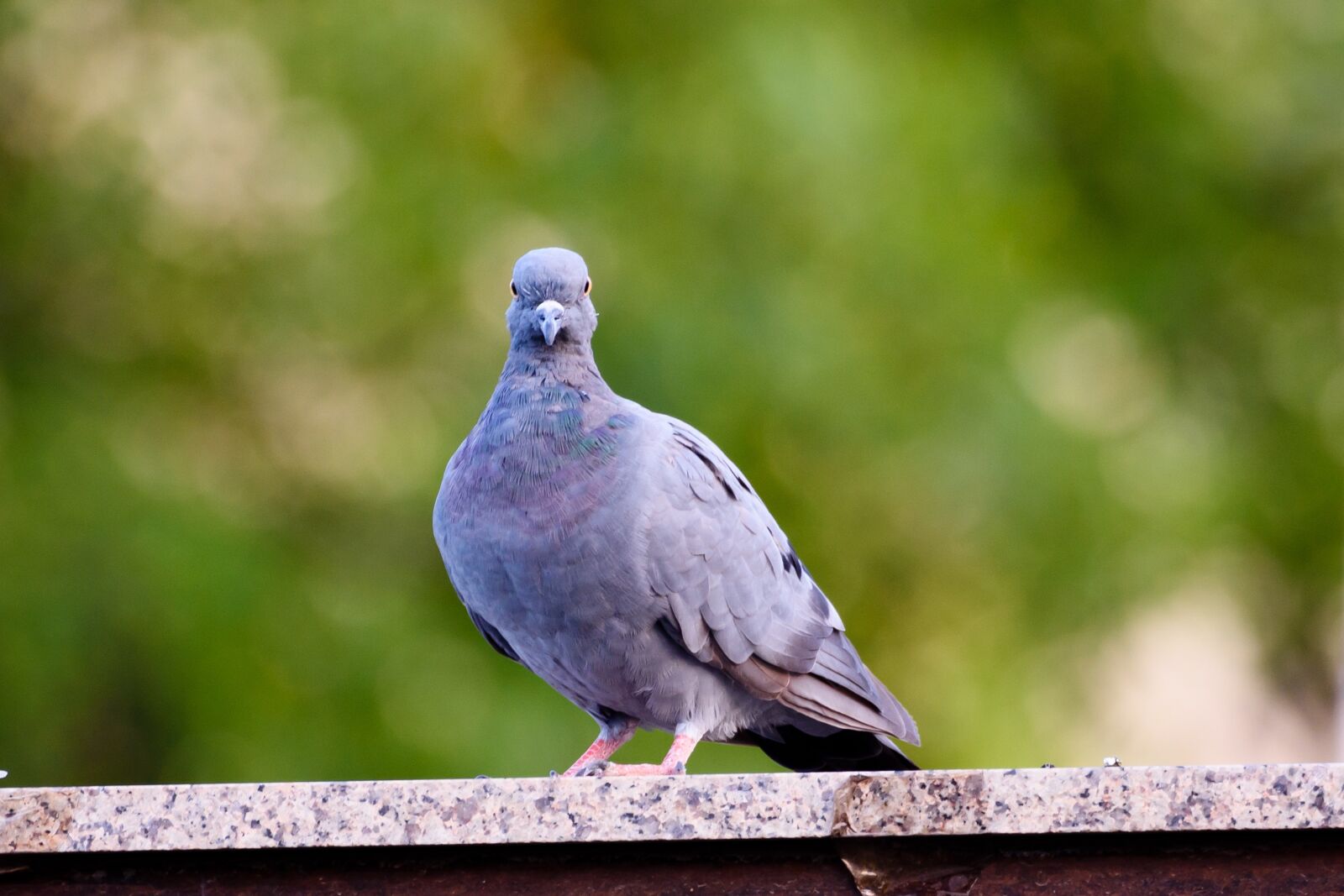 Nikon D7200 sample photo. Pigeon, bird, nature photography