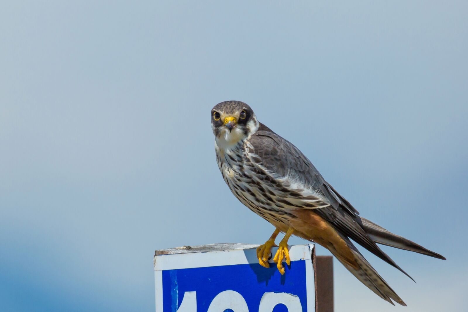 Canon EOS 5D Mark III sample photo. Bird, strawberries falcon, road photography