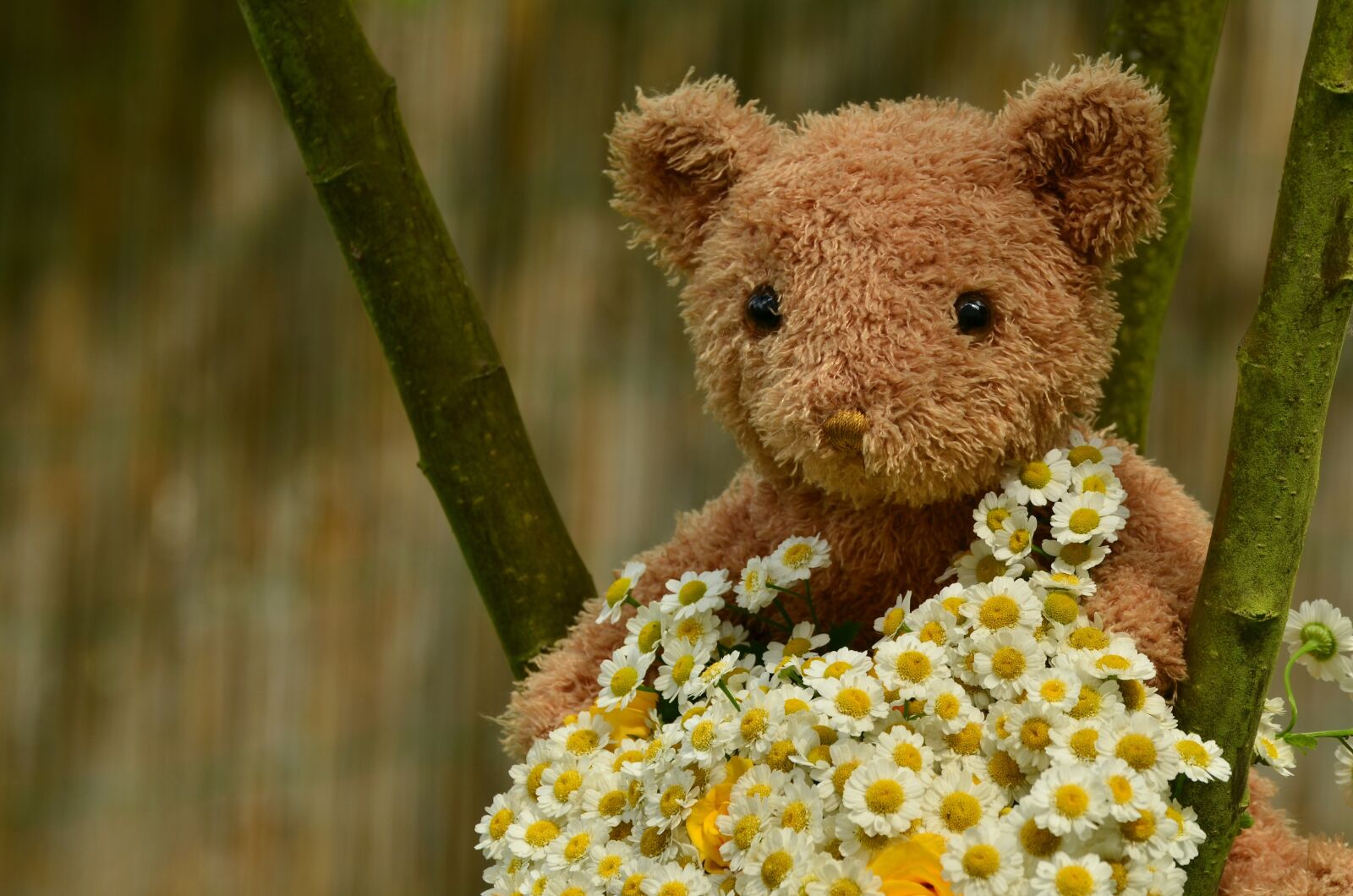 Nikon D5100 sample photo. Bouquet, teddy, teddy bear photography