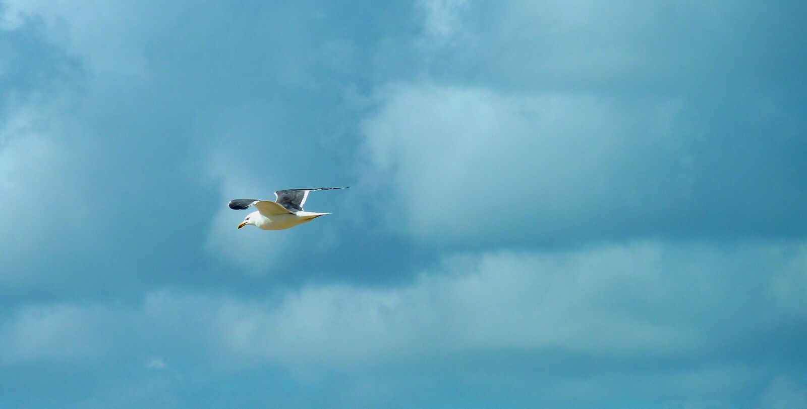 Panasonic DMC-TZ7 sample photo. Seagull, bird, flying photography