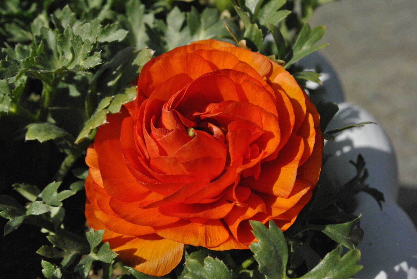 Nikon D3000 sample photo. Red flowers, flowers, red photography
