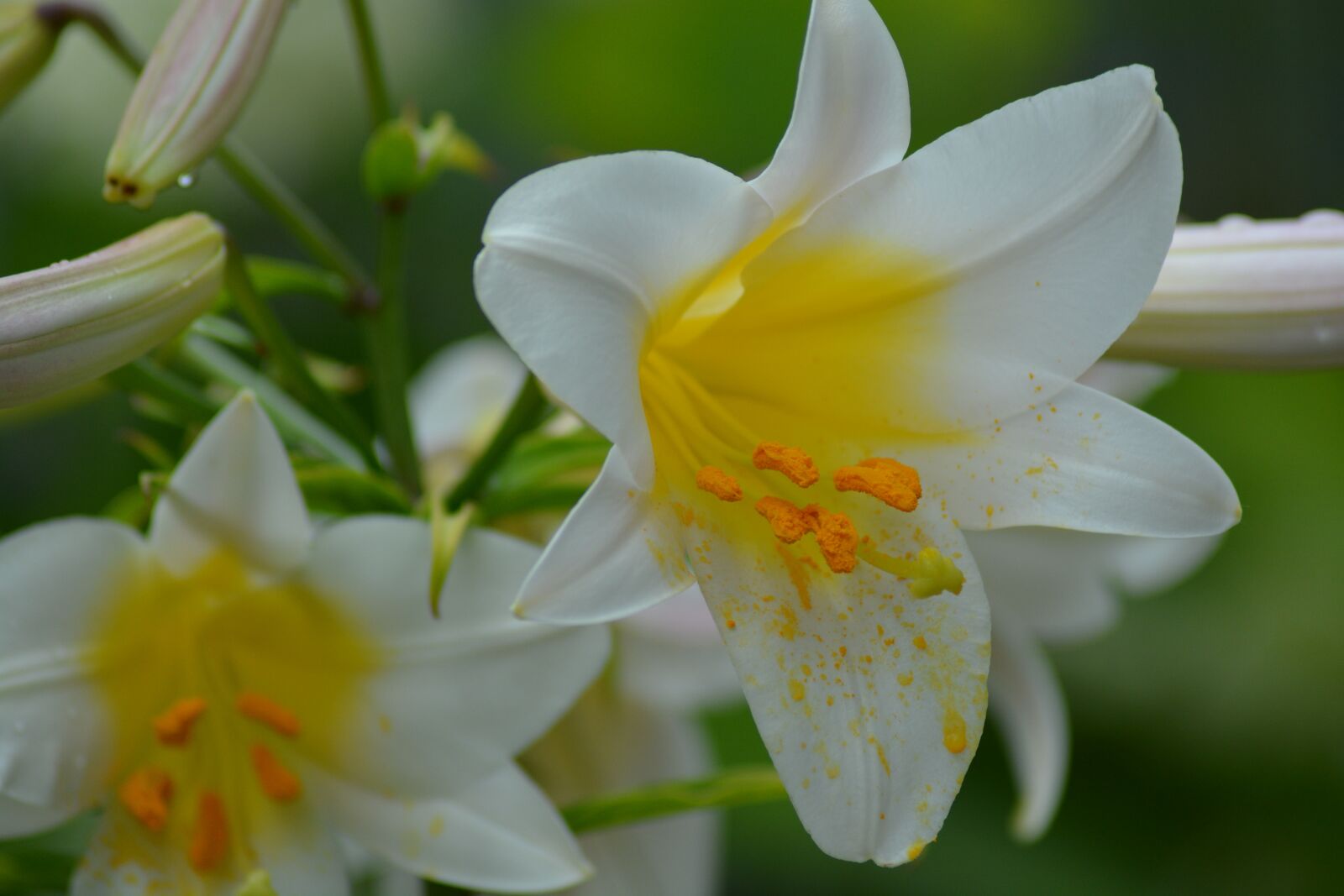 Nikon D7100 sample photo. Lily, white, flower photography