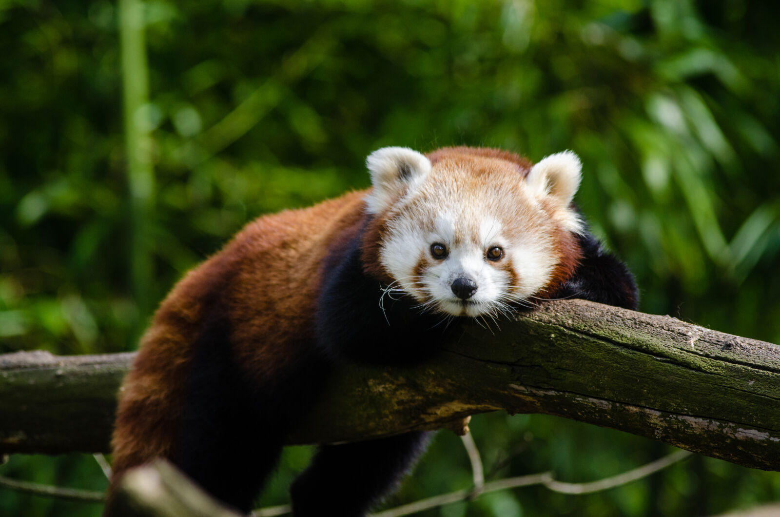 Nikon D7000 + Sigma APO Tele Macro 300mm F4 sample photo