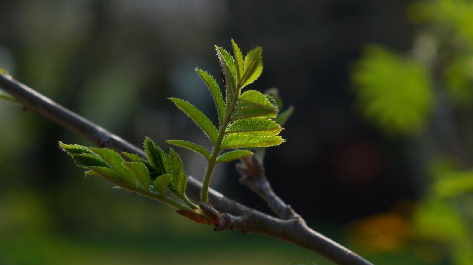 Sony Alpha a3000 + Sony E 18-55mm F3.5-5.6 OSS sample photo. Nature, plants, tree photography