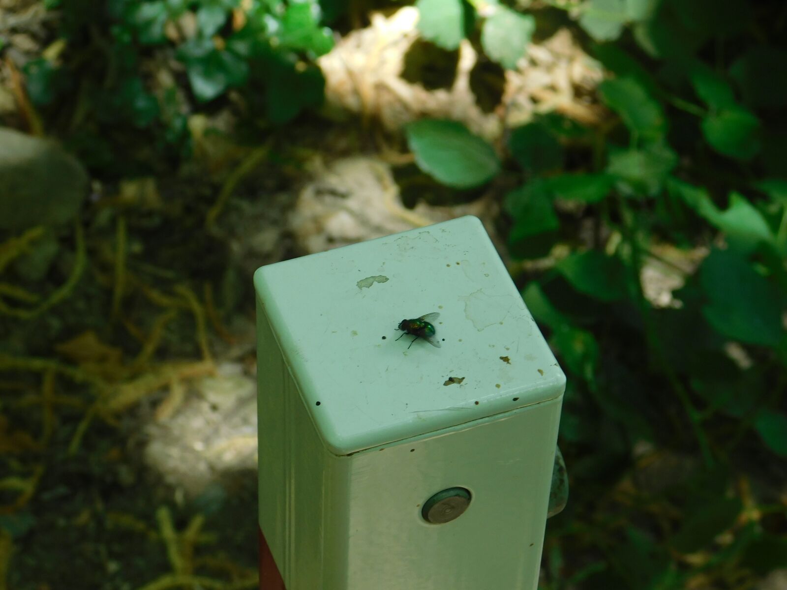 Nikon Coolpix B500 sample photo. Bluebottle, insect, nature photography