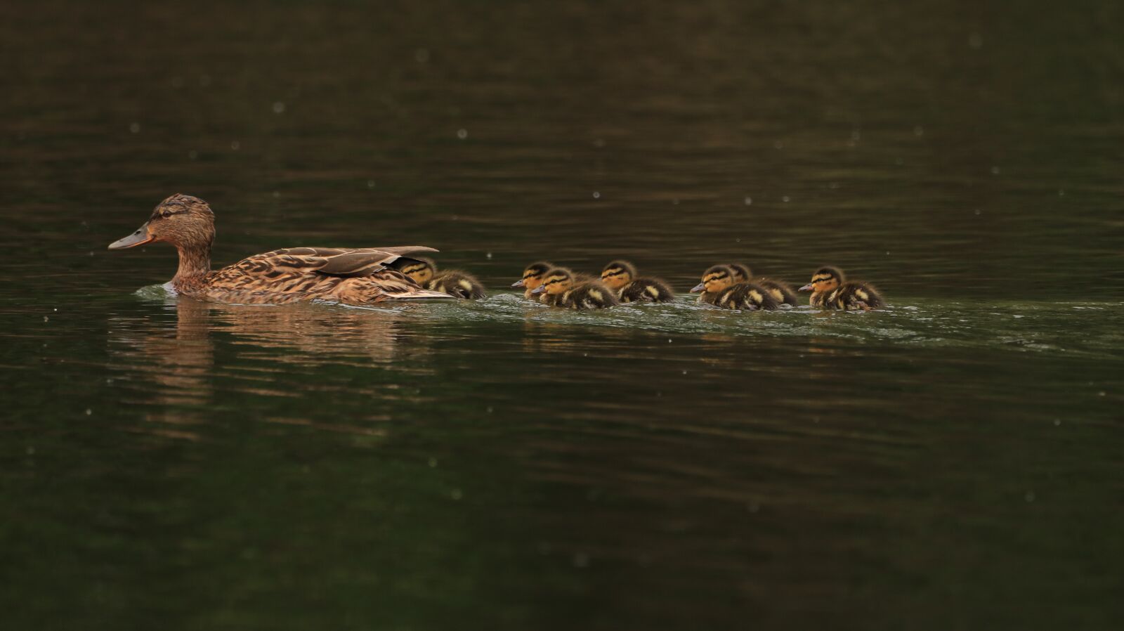 150-600mm F5-6.3 DG OS HSM | Contemporary 015 sample photo. Lake, water bird, nature photography