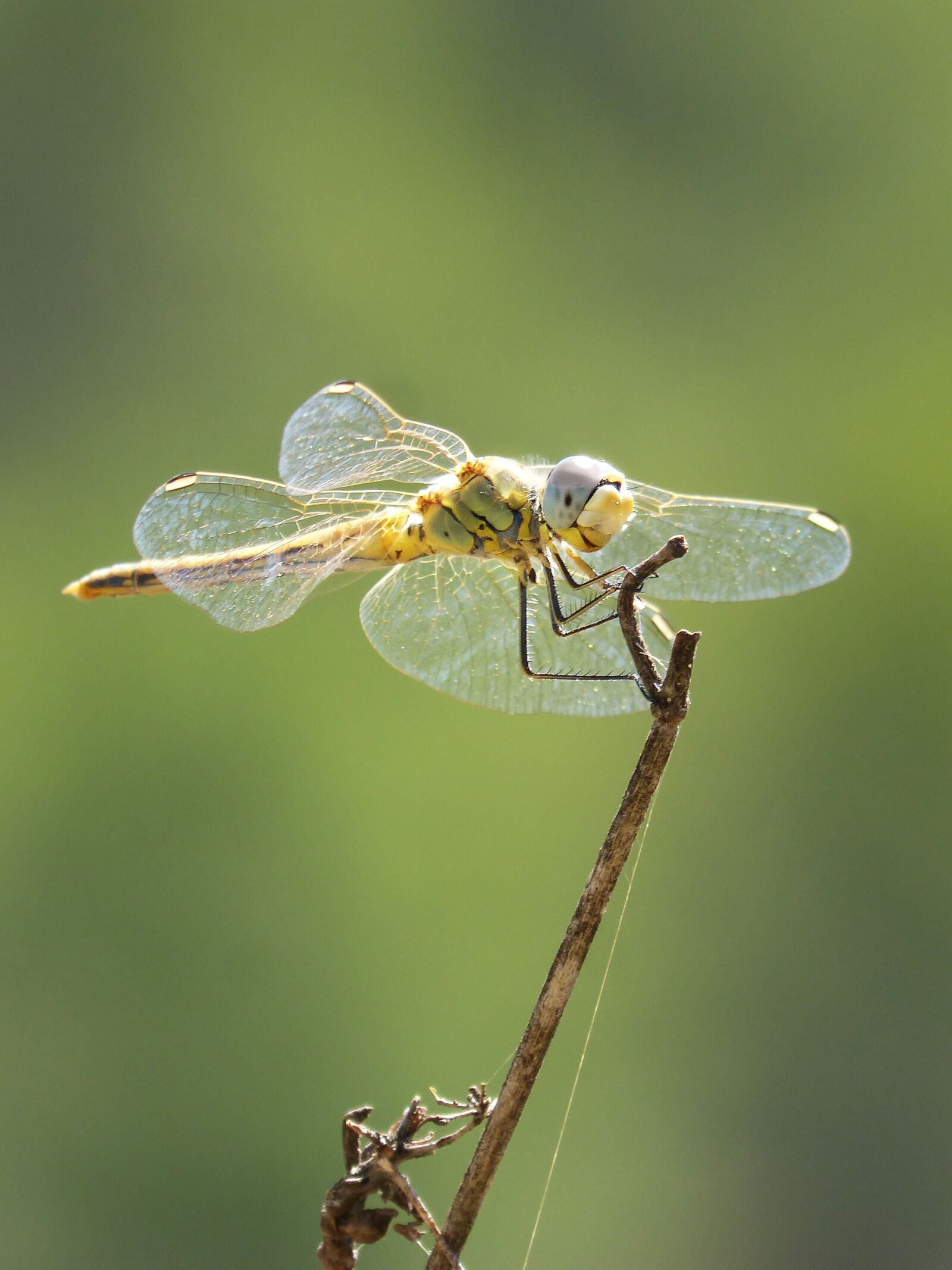 Panasonic DMC-FZ62 sample photo. Yellow dragonfly, dragonfly, branch photography