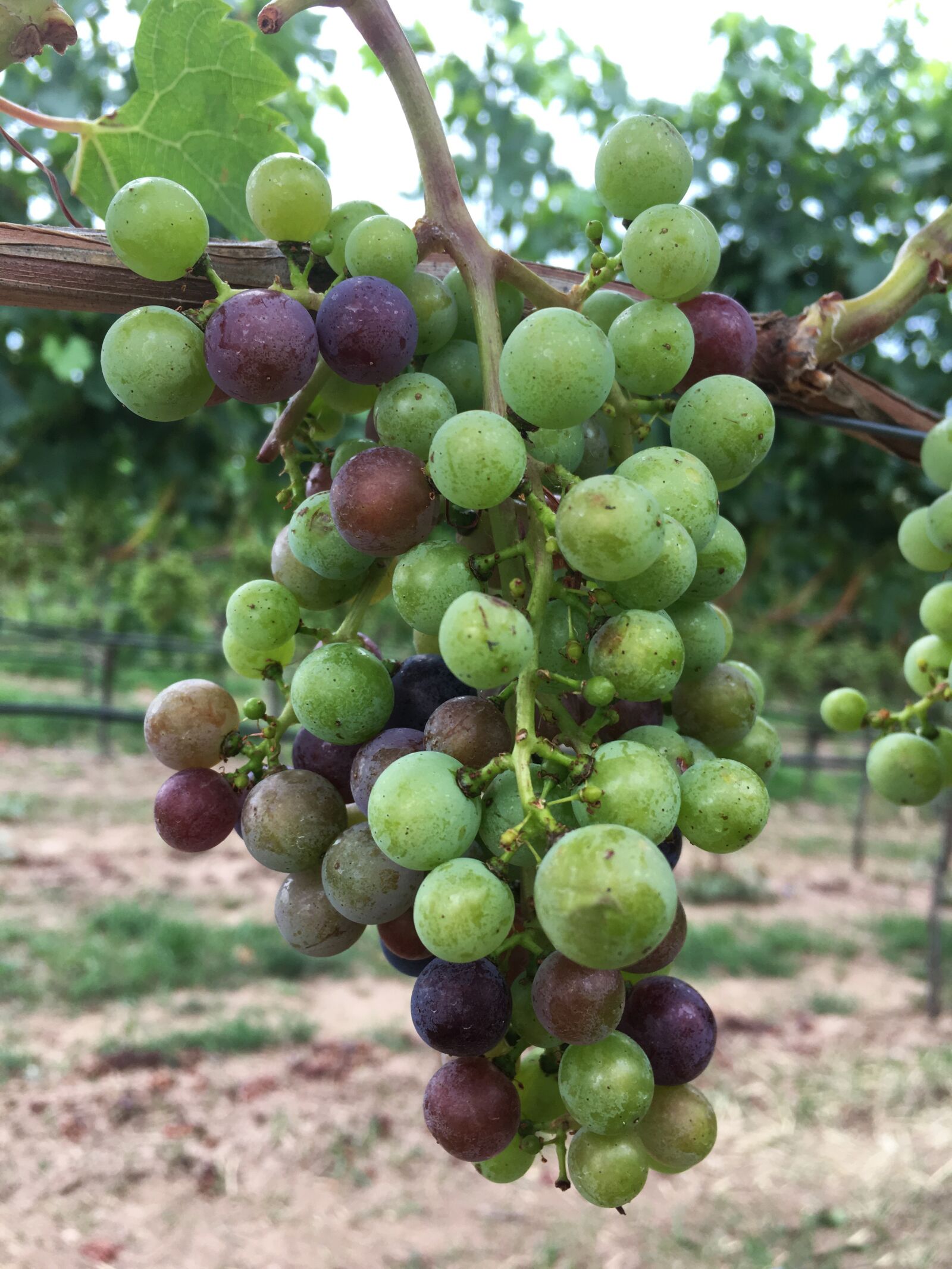 Apple iPhone 6s sample photo. Grape, wine, grapes photography